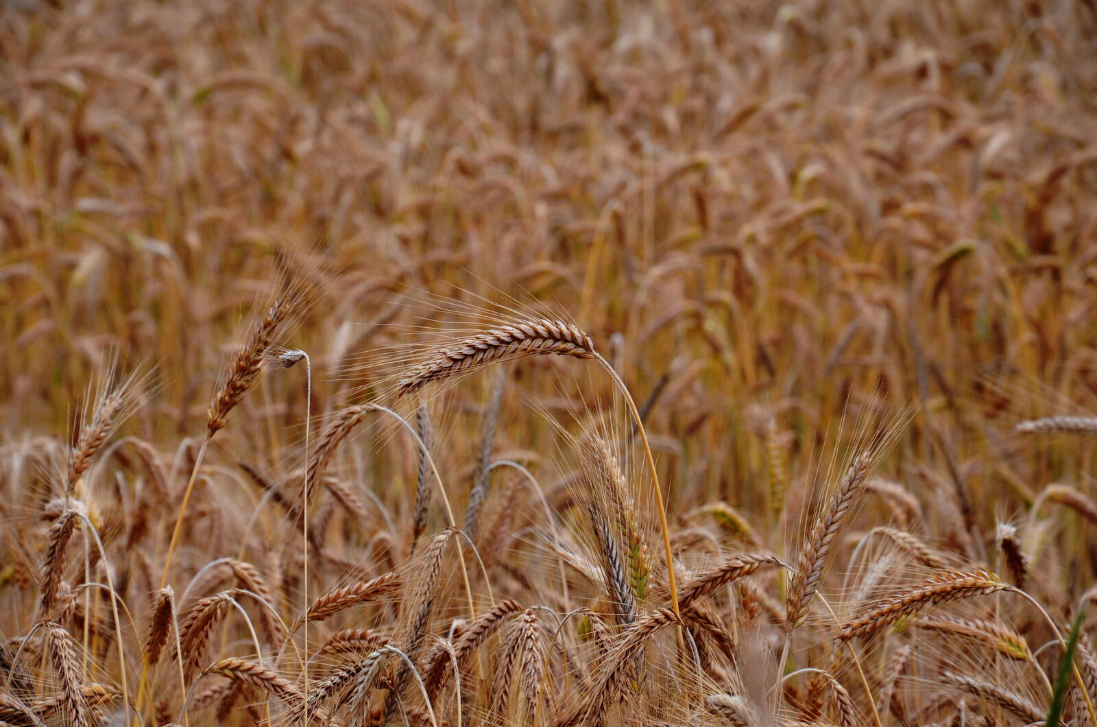 Nikon D5100 sample photo. Closeup, photo, of, brown photography