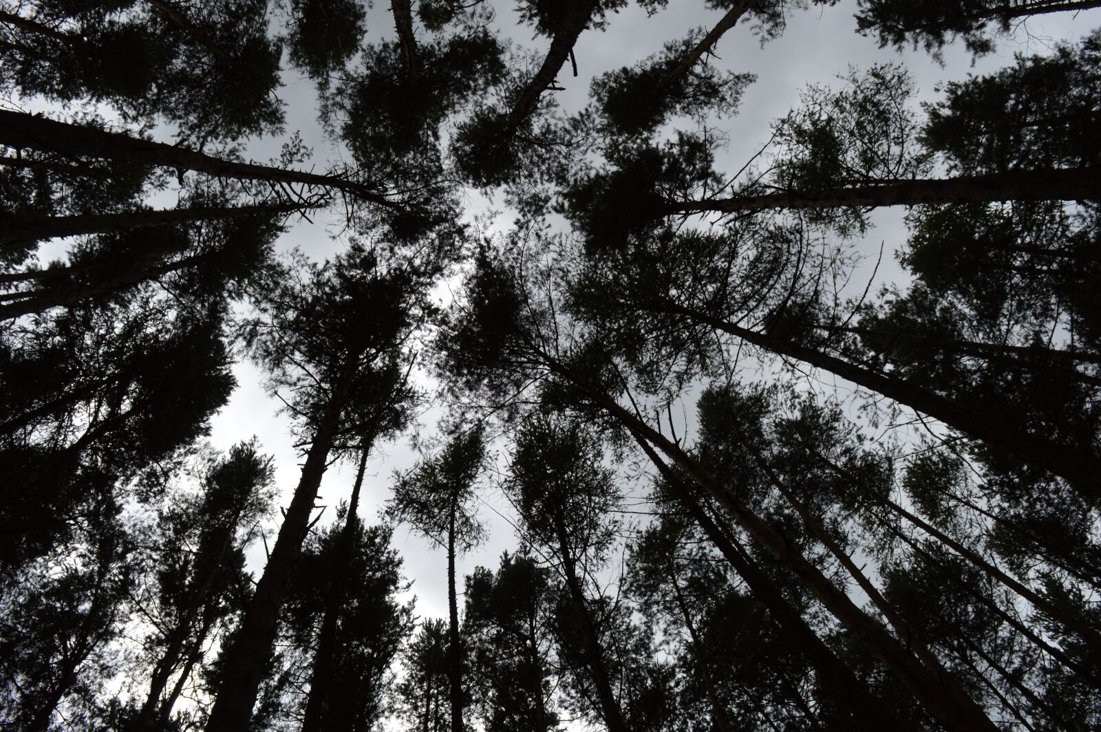 Nikon D3200 sample photo. Forest, trees, wallpaper photography
