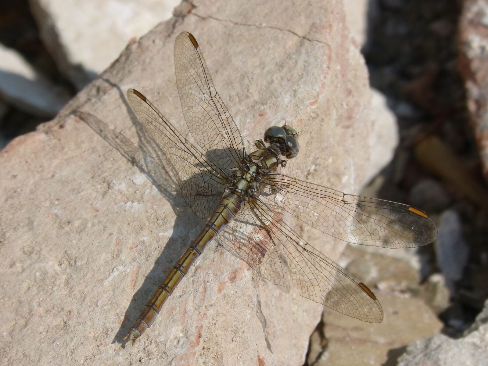 Panasonic DMC-FZ62 sample photo. Dragonfly, orthetrum chrysostigma, beauty photography