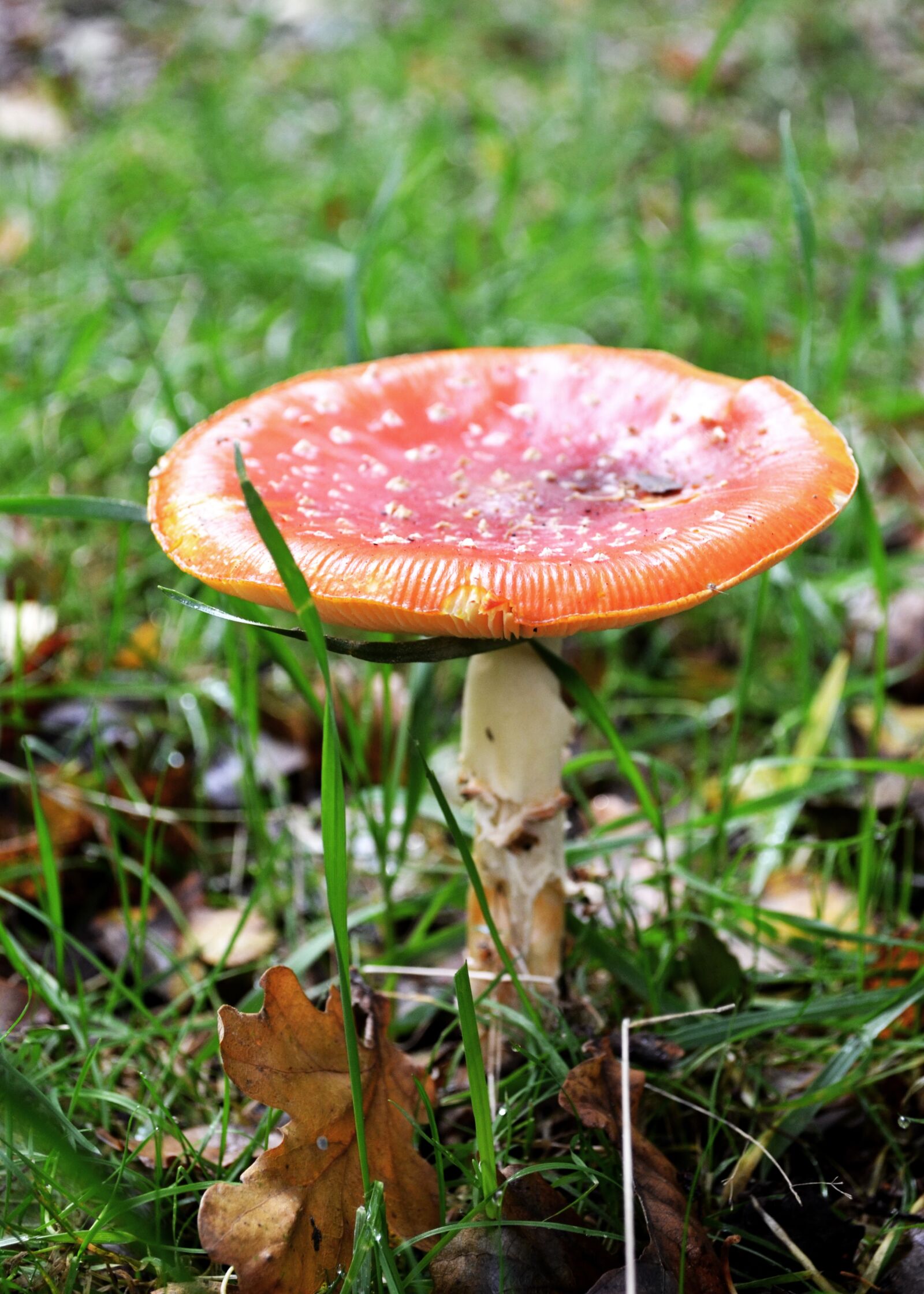 Nikon D5100 sample photo. Taodstool, fungus, fungi photography