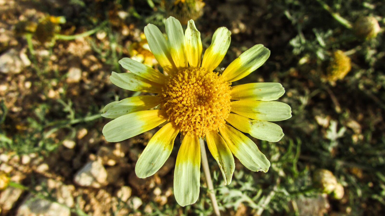 Canon PowerShot SX400 IS sample photo. Daisy, flower, nature photography