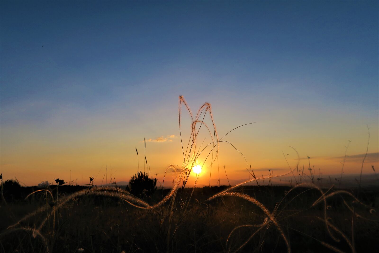 Canon PowerShot G7 X sample photo. Sunset, herbs, daylight photography