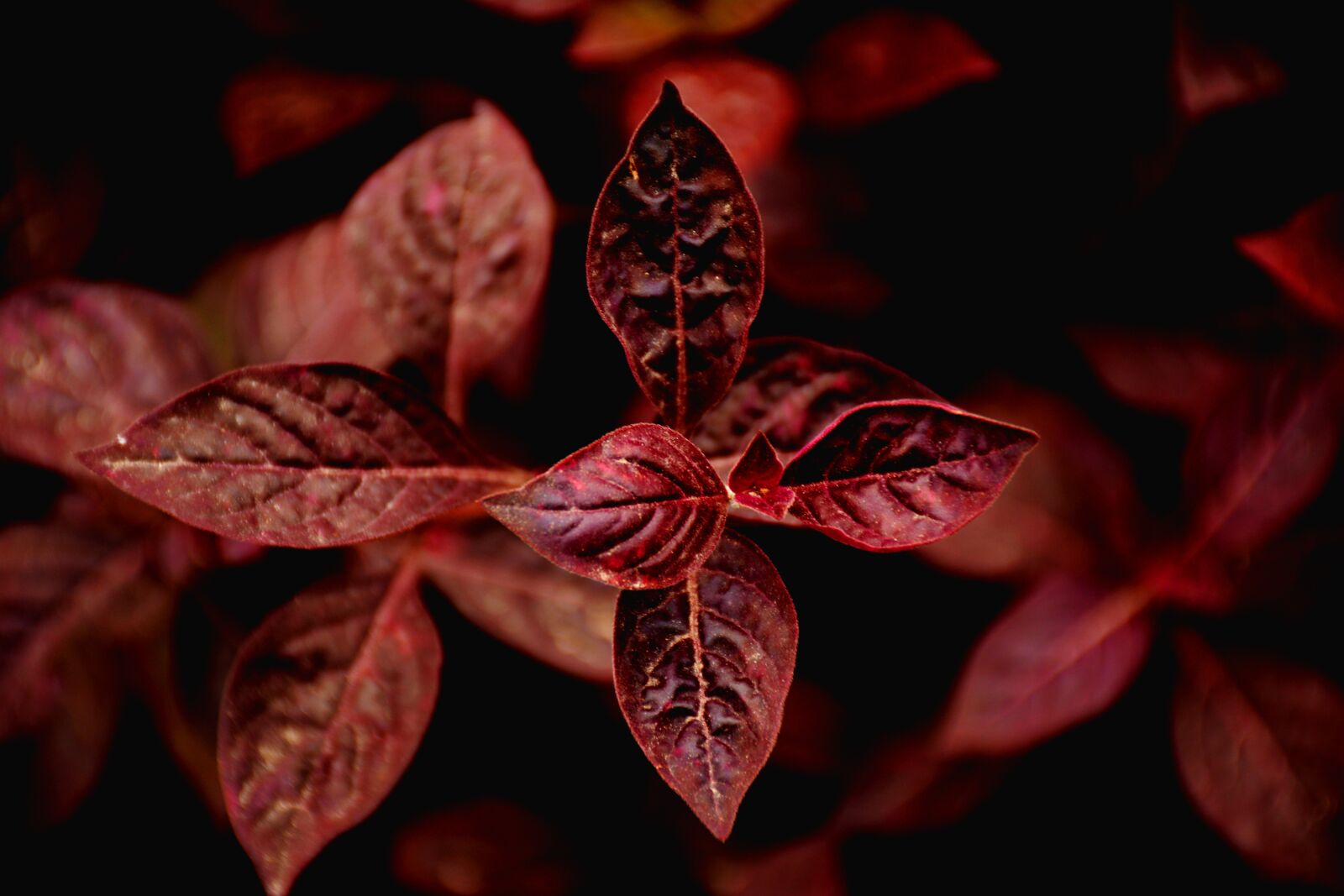 Nikon D5200 sample photo. Monochromatic, goldrohmbus, nature photography