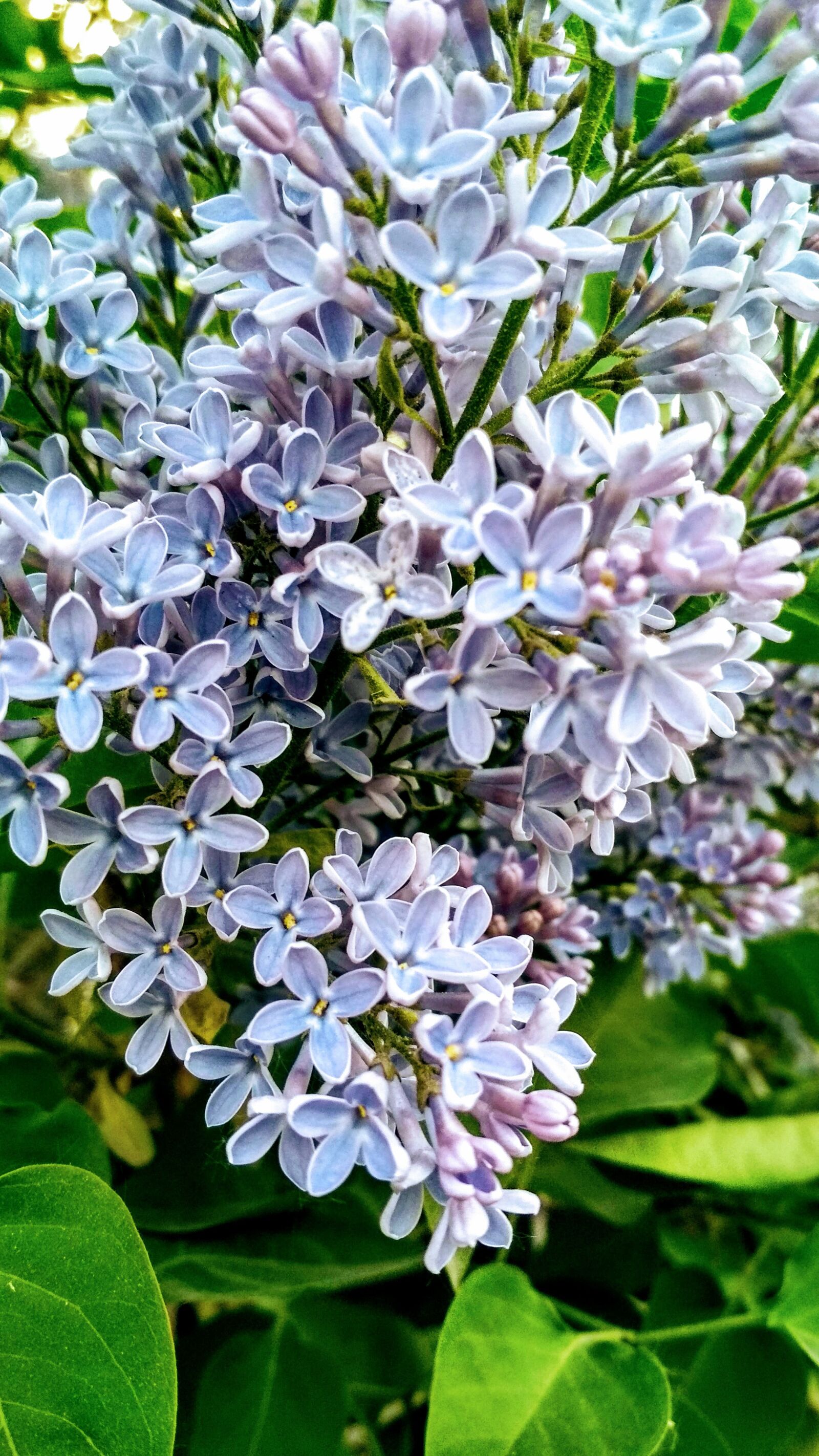 Xiaomi Redmi 4X sample photo. Color, violet, purple photography