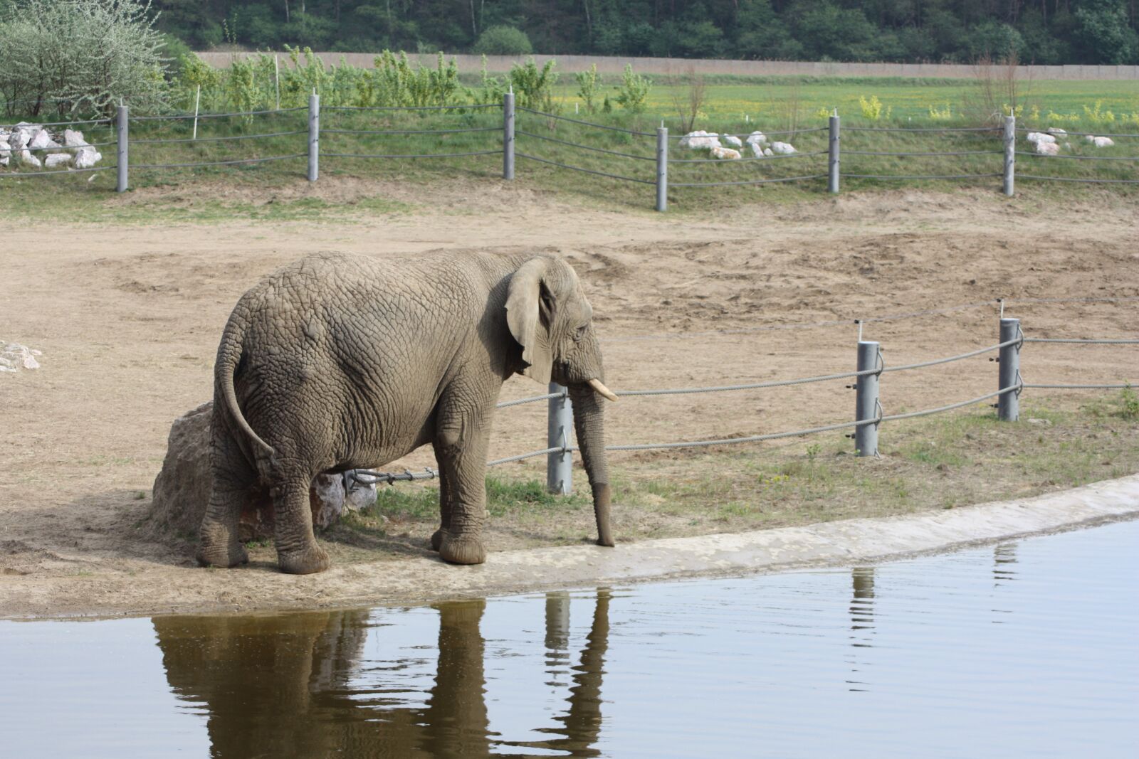 Canon EOS 450D (EOS Rebel XSi / EOS Kiss X2) sample photo. Elephant, african elephant, loxodonta photography