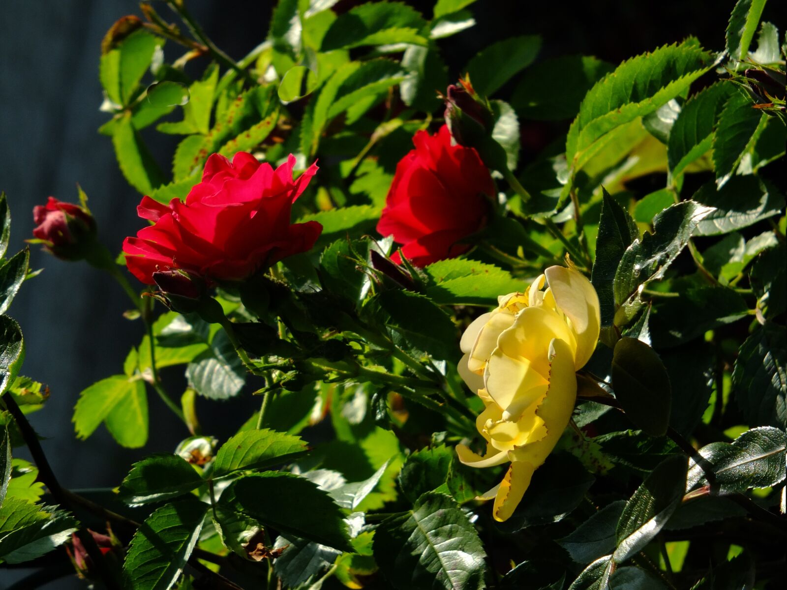Fujifilm X-S1 sample photo. Rose, wild rose, rosebush photography