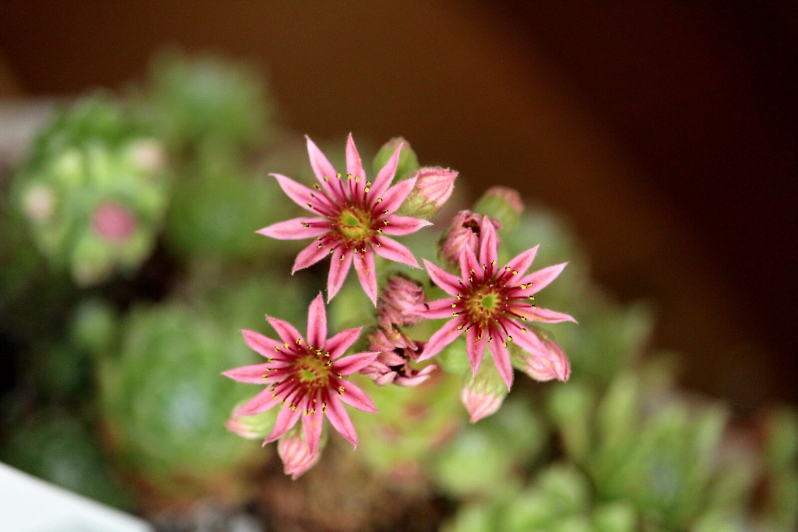 Canon EOS 1200D (EOS Rebel T5 / EOS Kiss X70 / EOS Hi) sample photo. Houseleek, plant, blossom photography