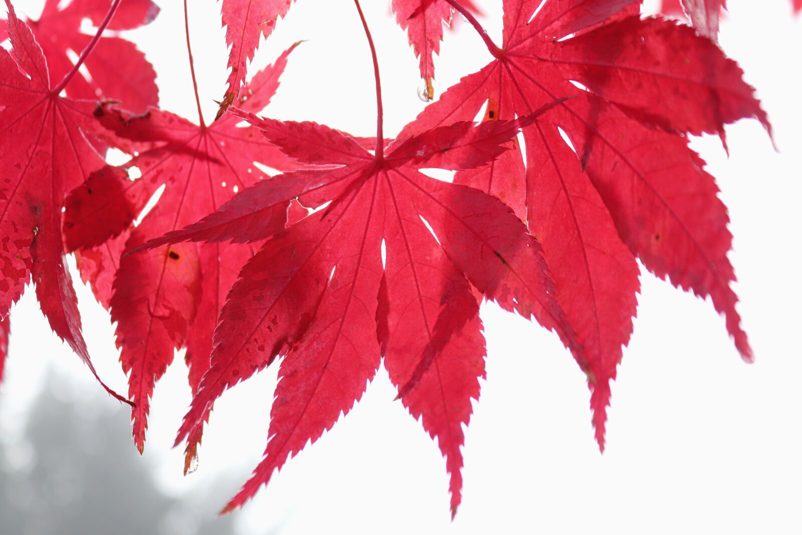 Canon EOS 200D (EOS Rebel SL2 / EOS Kiss X9) sample photo. Maple, leaf, red photography
