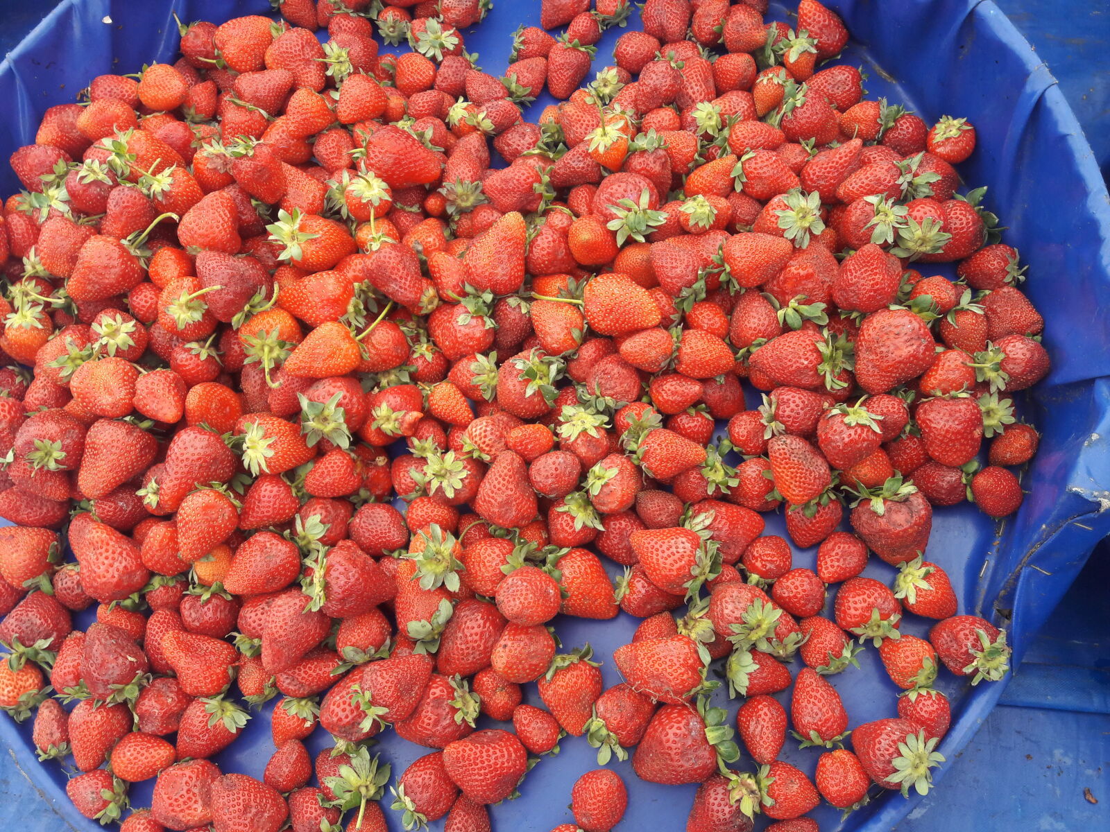 Samsung Galaxy J7 sample photo. Strawberries photography