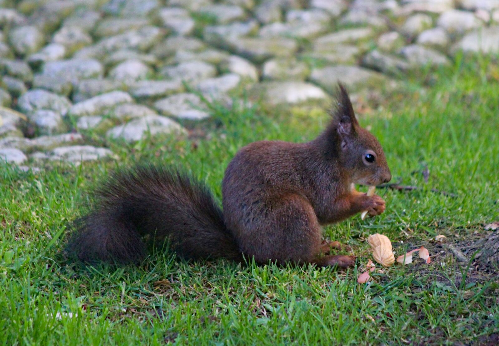 Canon EOS 550D (EOS Rebel T2i / EOS Kiss X4) sample photo. The squirrel, rodent, animal photography