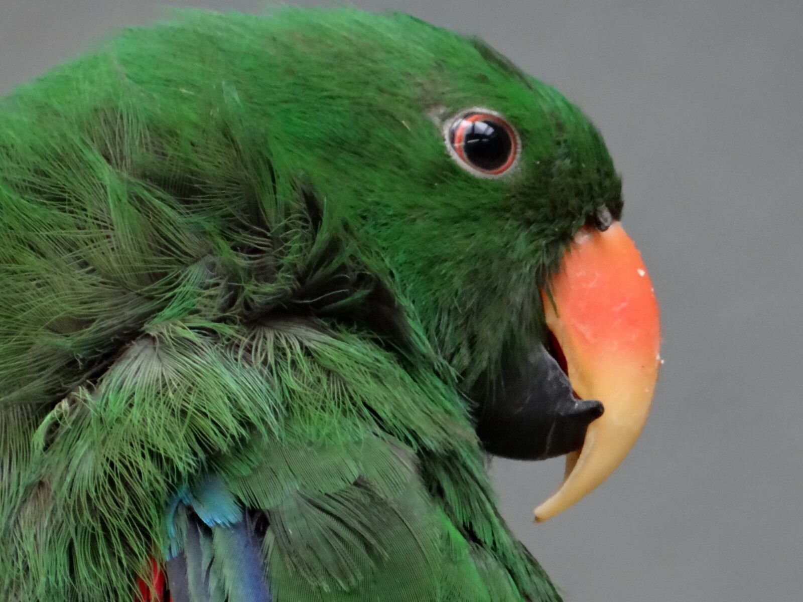 Sony DSC-HX200V sample photo. Barwnica large, parrot, bird photography