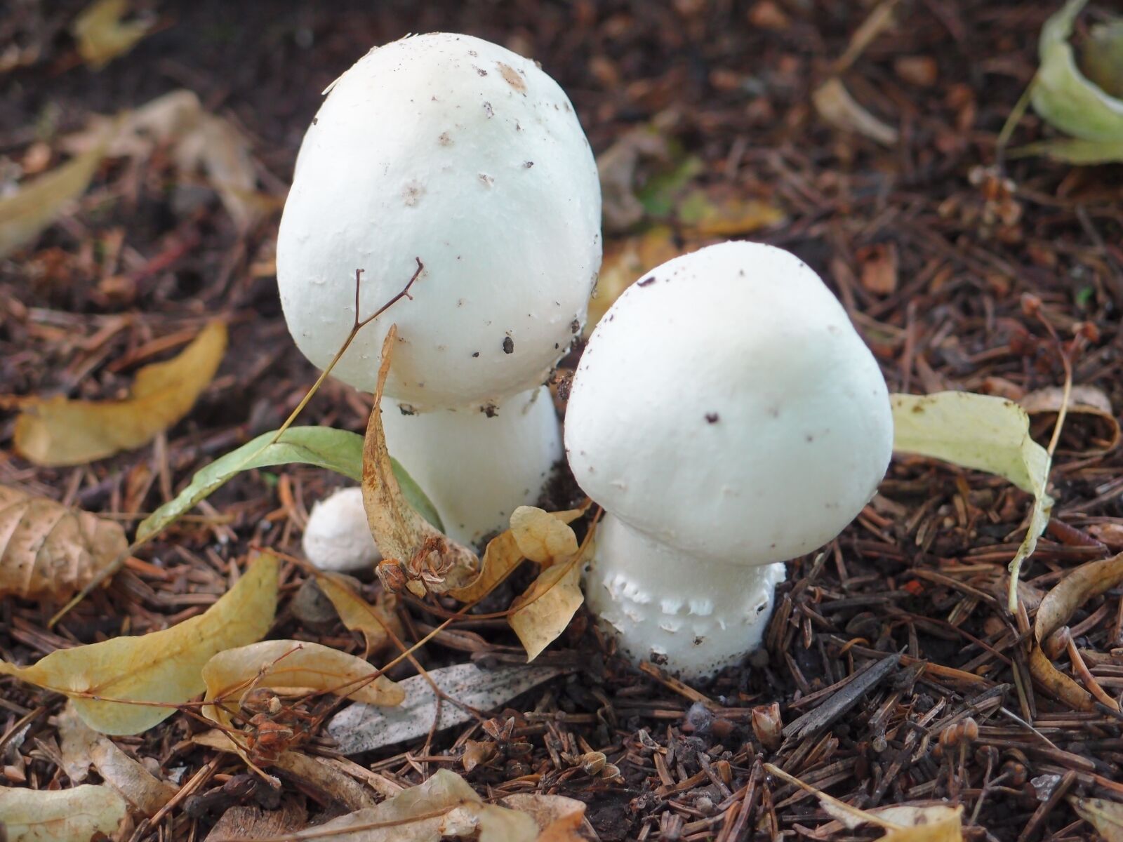 Olympus XZ-1 sample photo. Mushrooms, summer, grebes photography