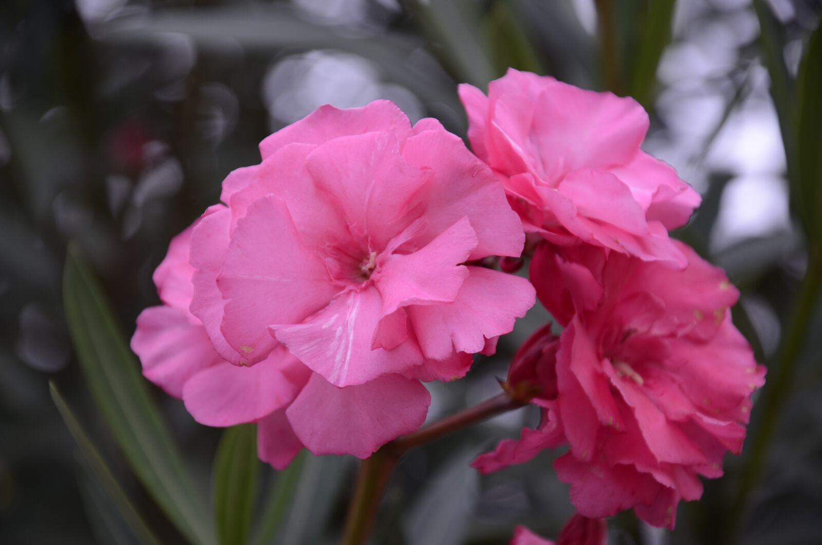 Nikon D7000 sample photo. Rosa, flor, leaves photography