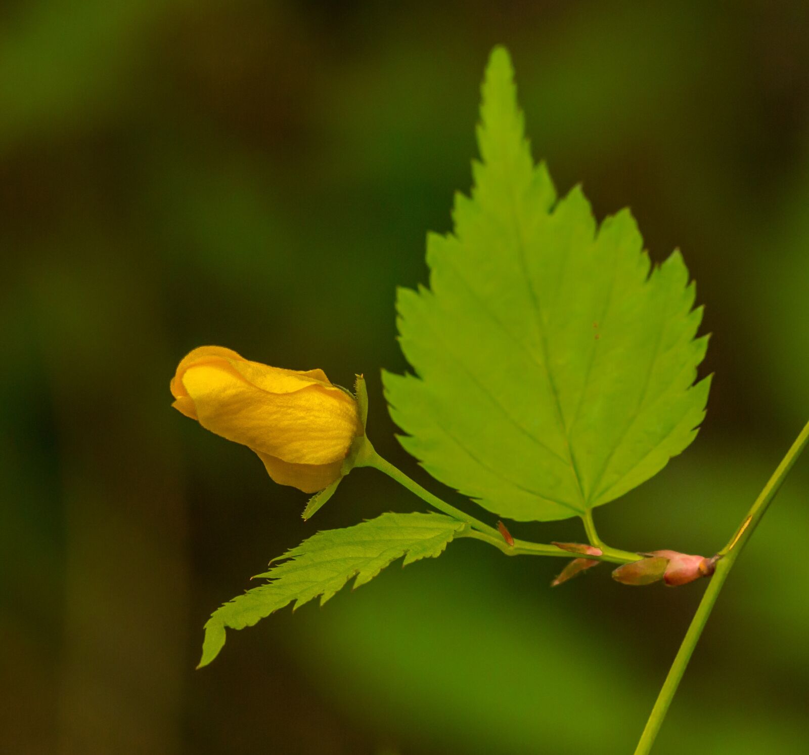 Nikon D800E sample photo. Bud, flower, yellow photography