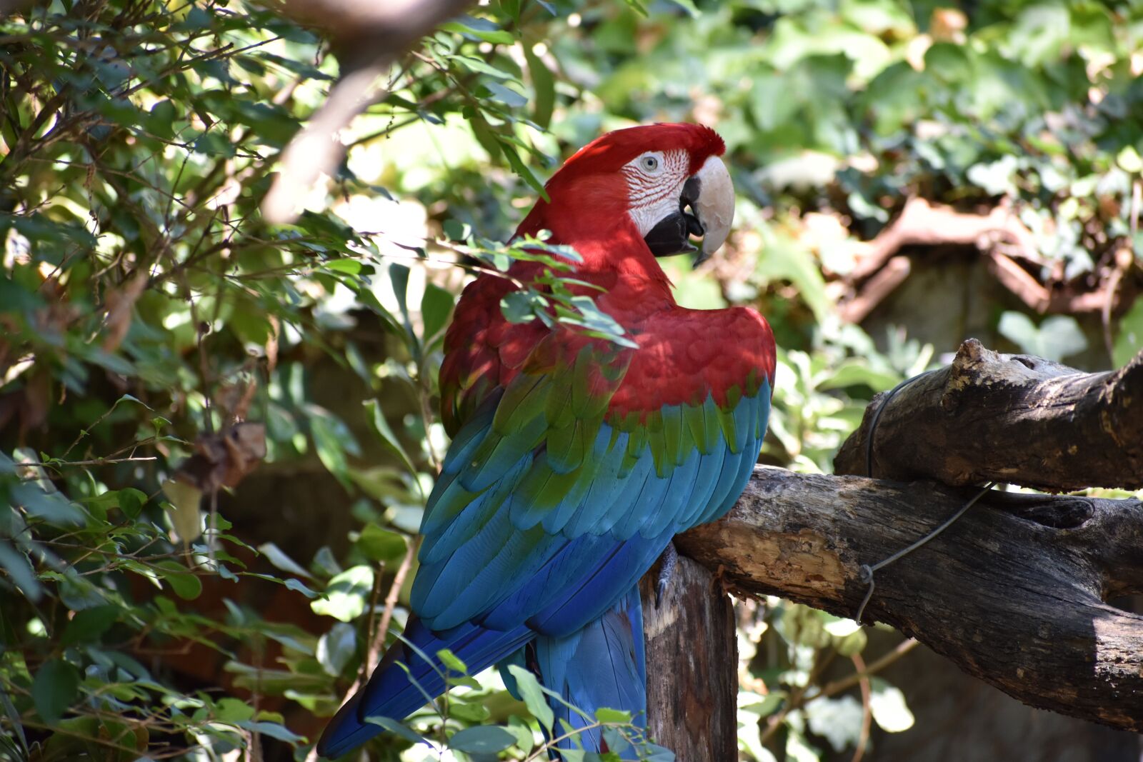 Nikon D3400 sample photo. Parrots, zoo, pistoia photography