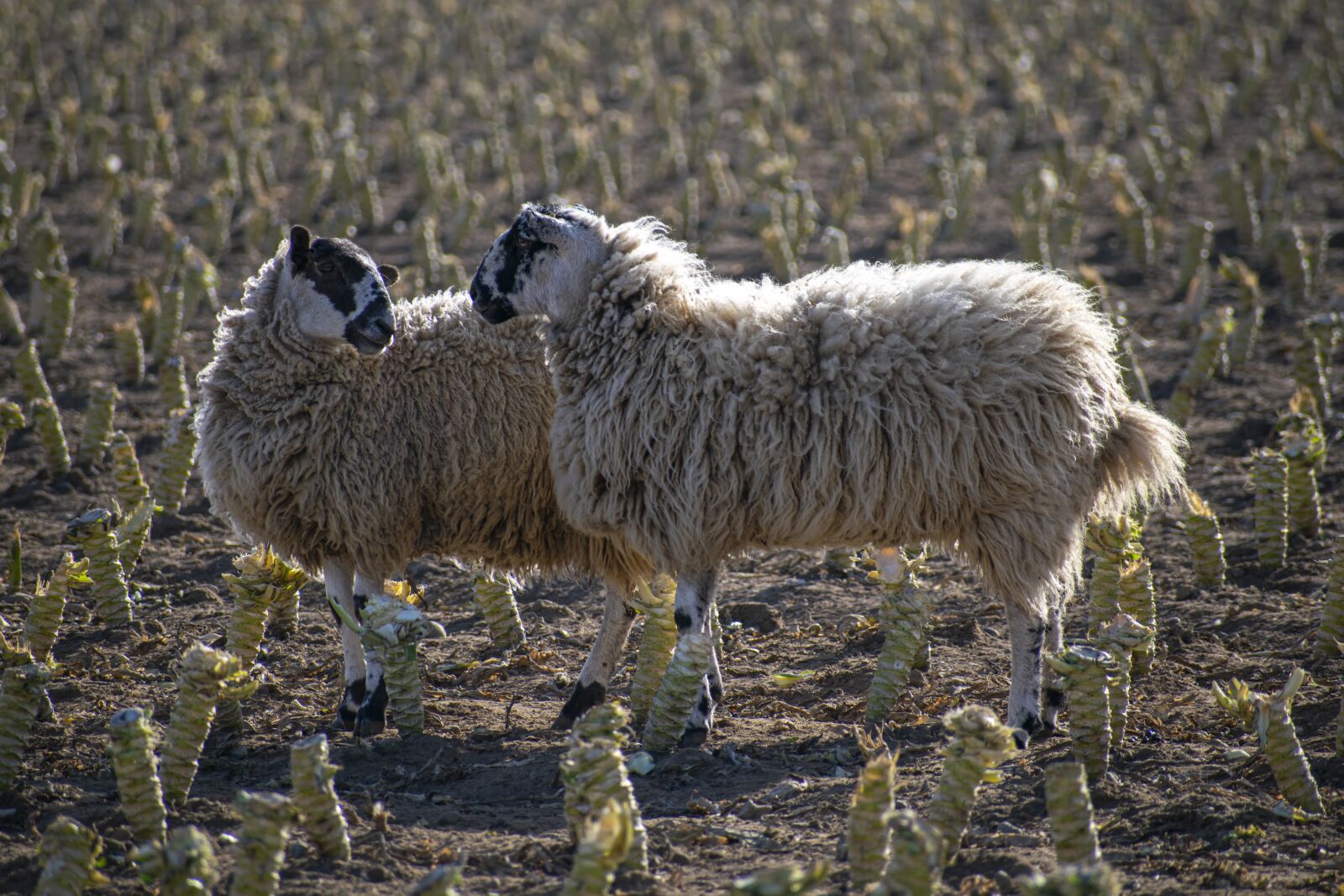 Nikon D3300 sample photo. Sheep, flock, countryside photography