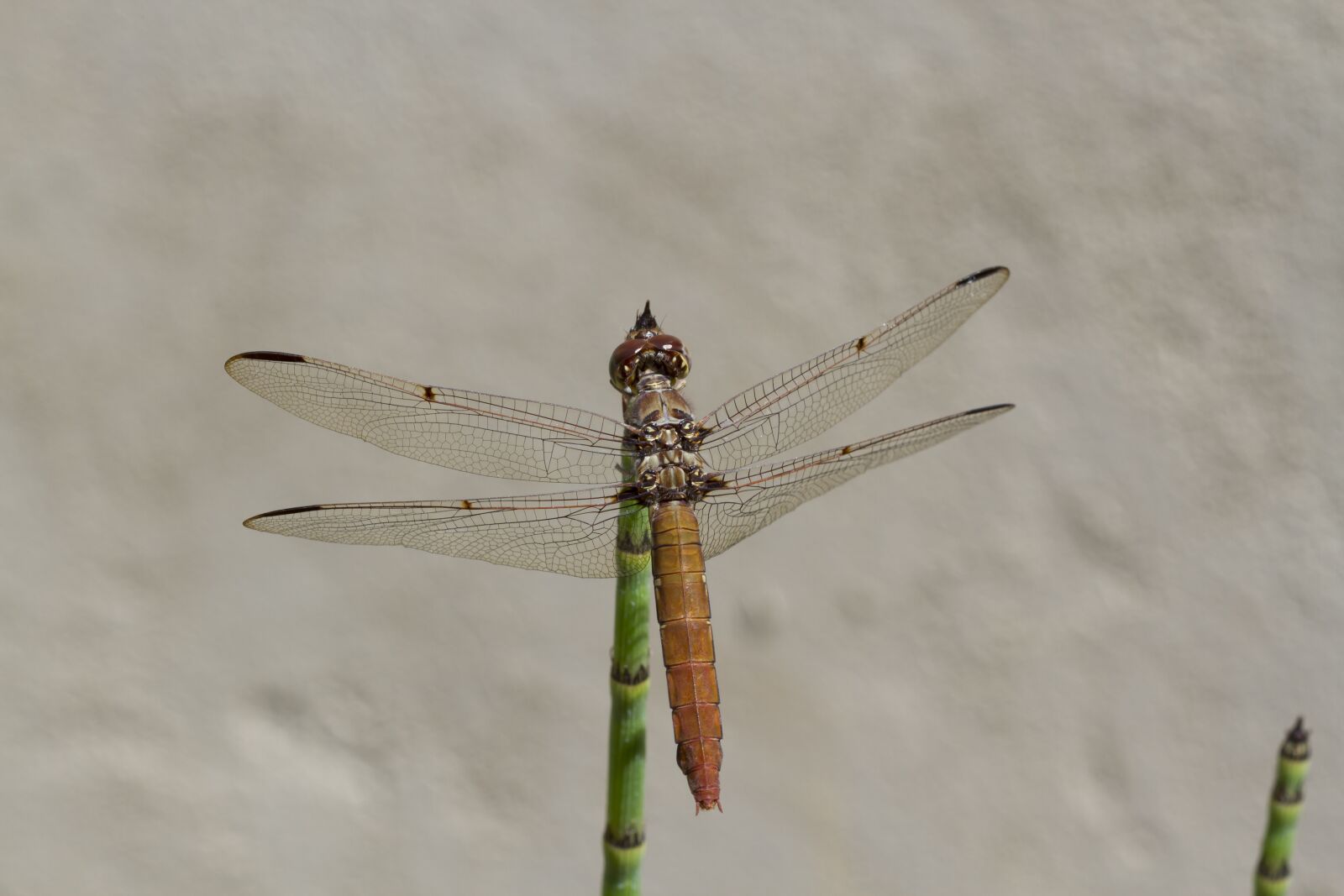 Canon EOS 7D + Canon EF 100mm F2.8 Macro USM sample photo. Dragonfly, wings, plant photography