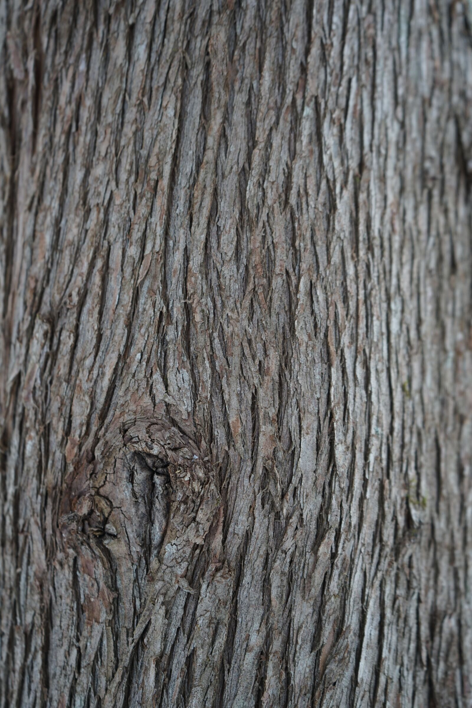 Sony a7 II + Sony FE 28-70mm F3.5-5.6 OSS sample photo. Cedar, bark, wood photography