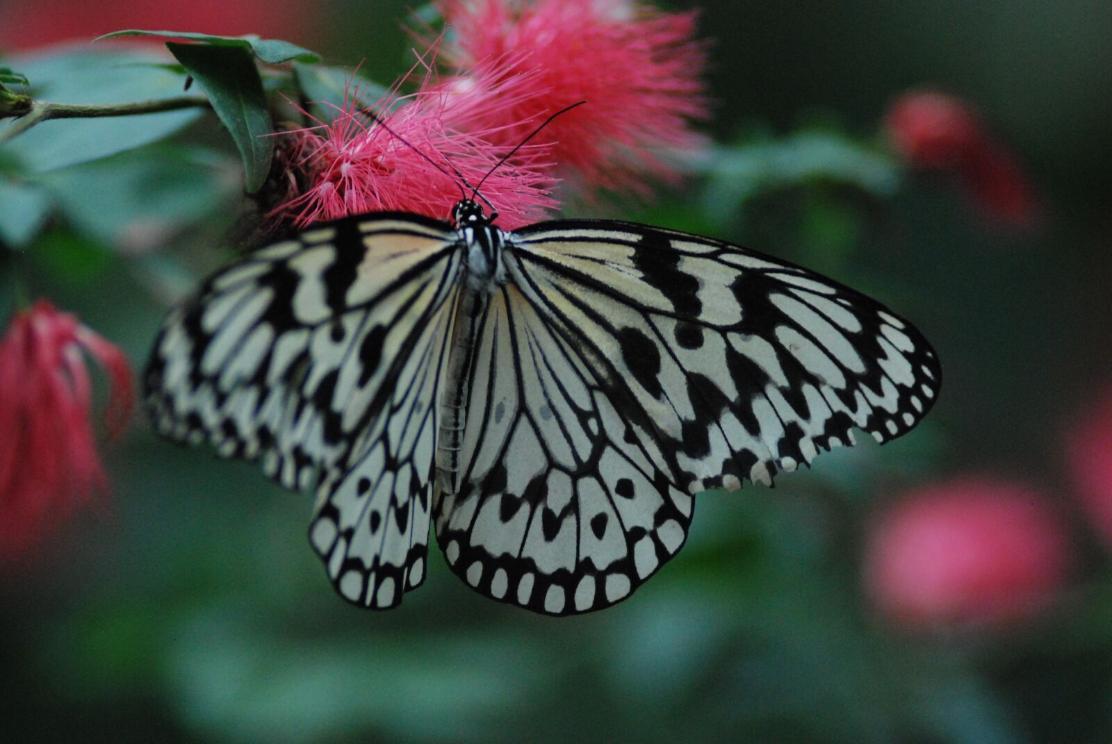 Nikon D80 sample photo. Butterfly, beautiful, spread wings photography