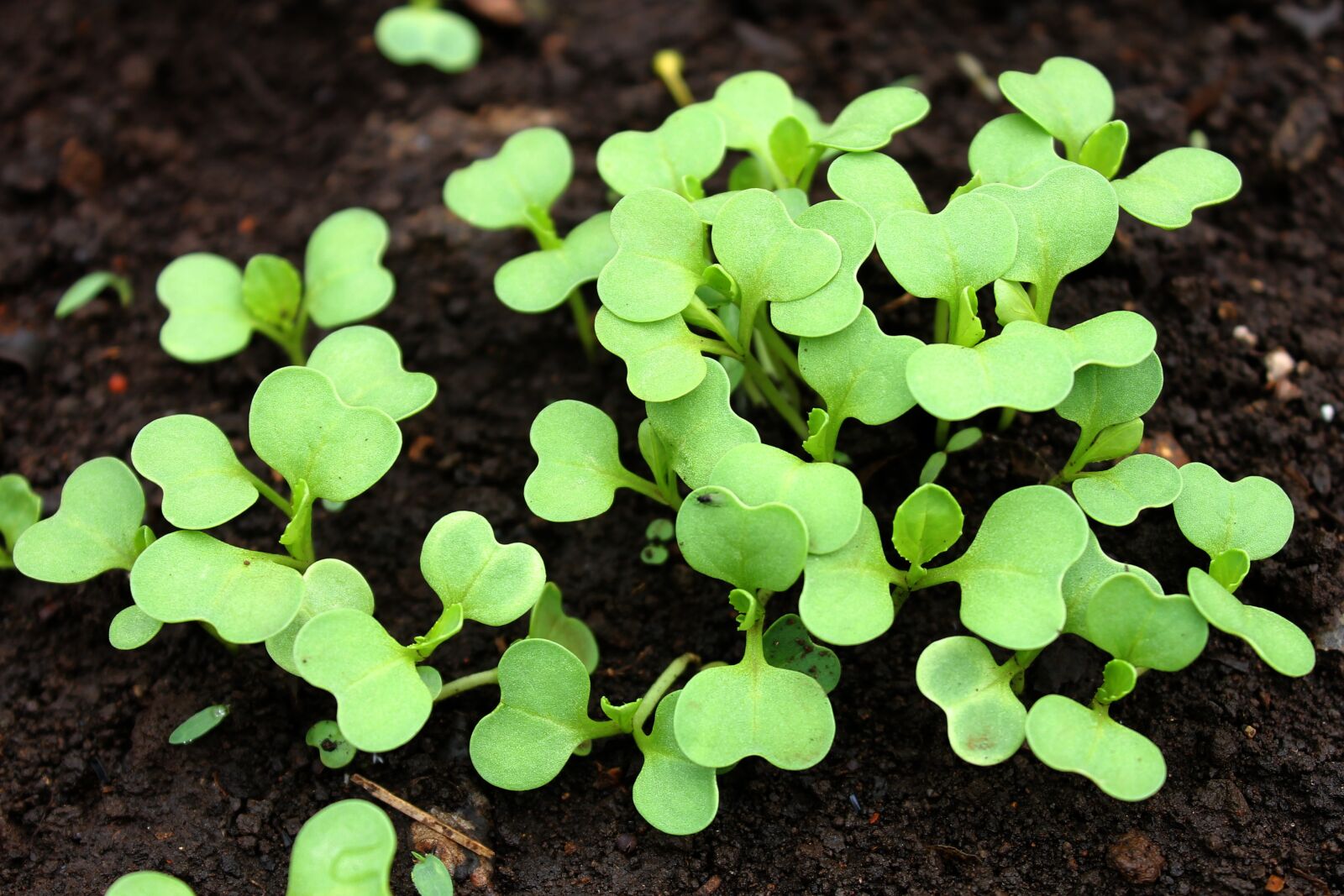 Canon EOS 1100D (EOS Rebel T3 / EOS Kiss X50) sample photo. Bok choy growing, planting photography