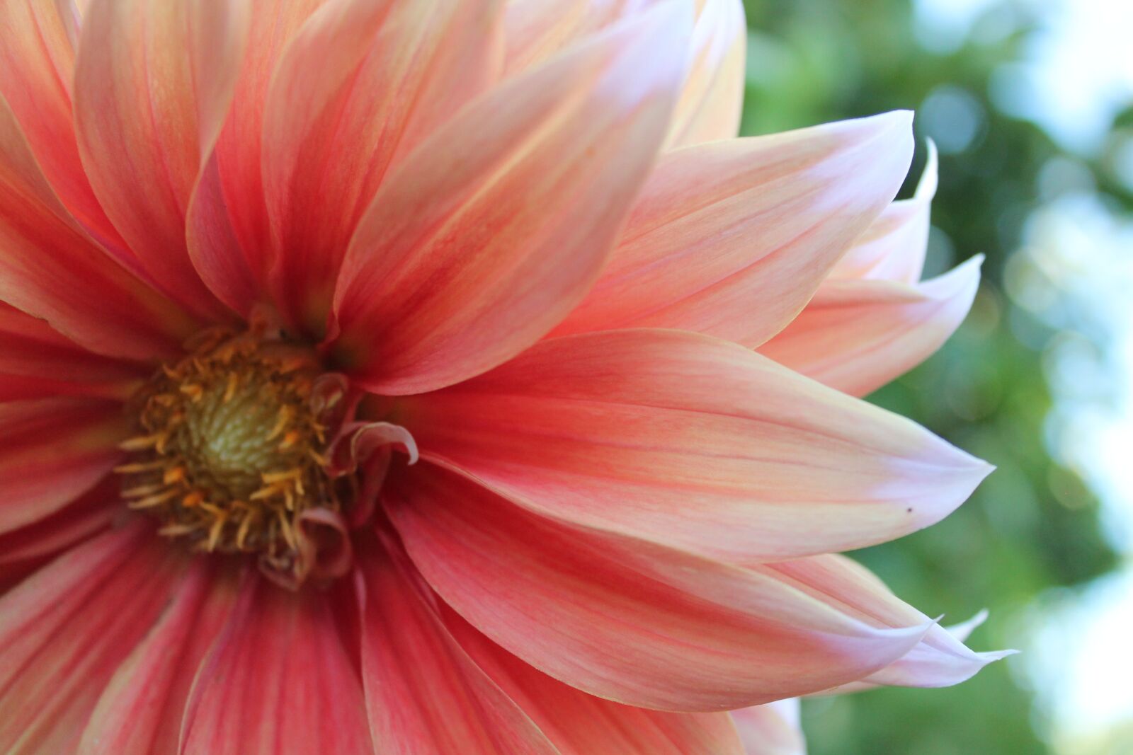 Canon EOS 1100D (EOS Rebel T3 / EOS Kiss X50) sample photo. Dahlia, flower, bloom photography