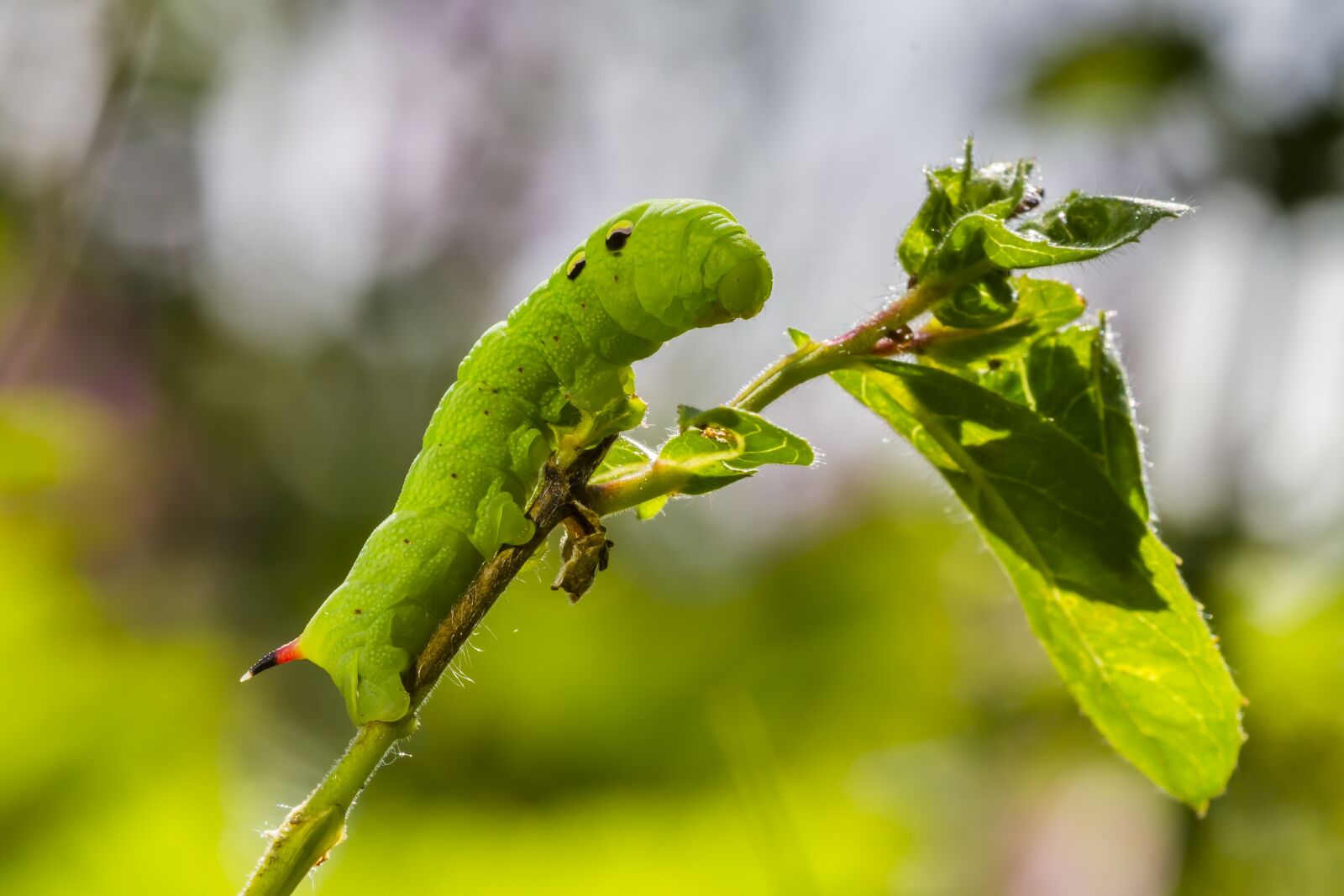 Canon EOS 7D sample photo. Caterpillar, medium wine enthusiast photography