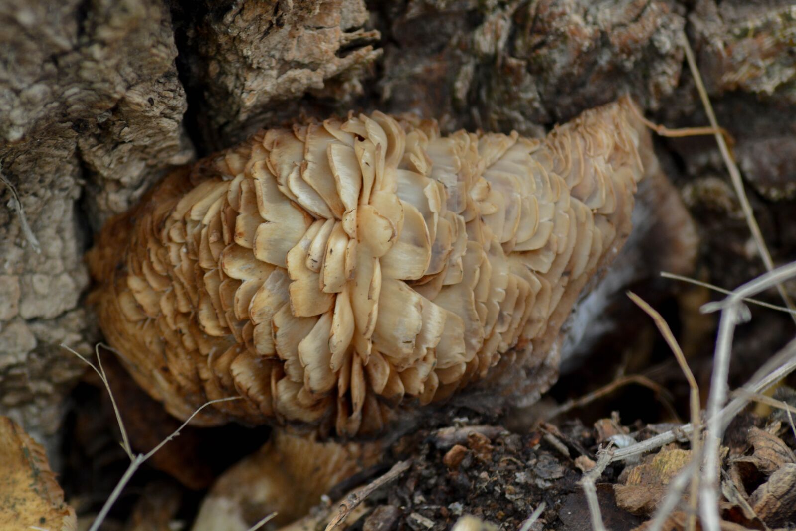 Nikon D5200 sample photo. Fungus, mold, of cut photography