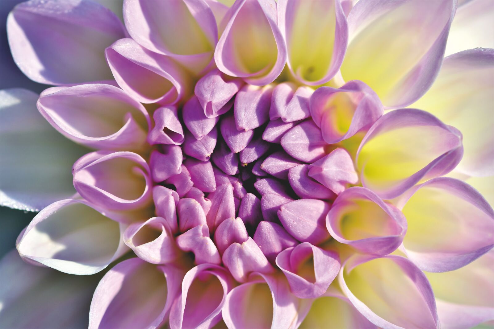 Nikon D7200 sample photo. Dahlia, dahlias bud, flower photography