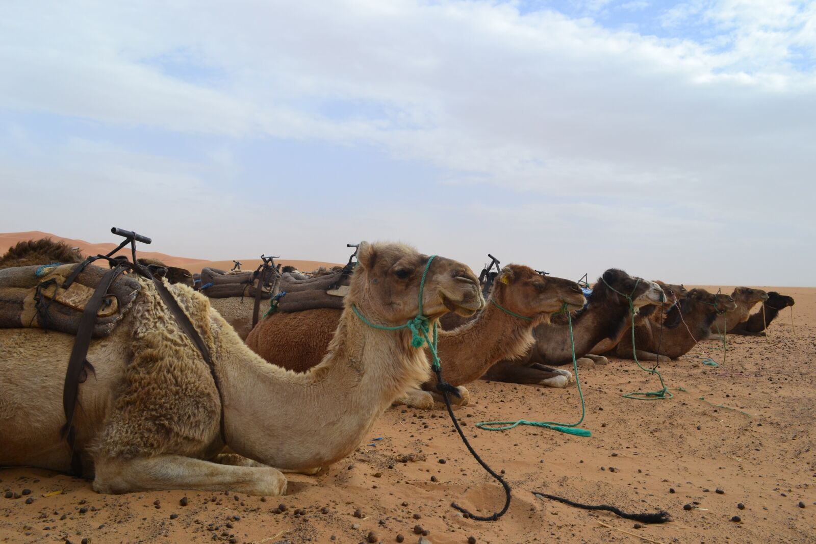 Nikon D3100 sample photo. Morocco, desert, camel photography