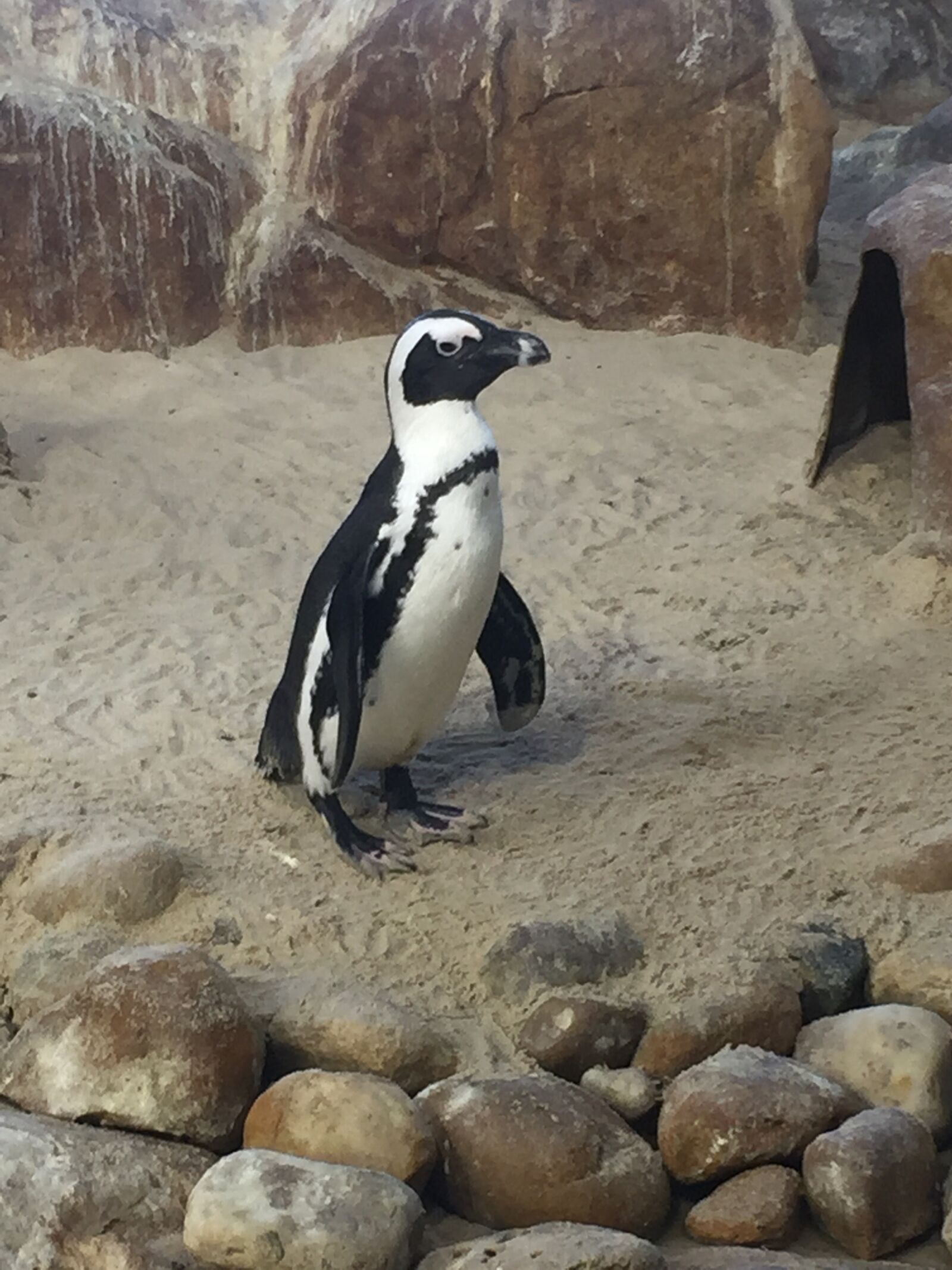 iPhone 6 Plus back camera 4.15mm f/2.2 sample photo. Penguin, birds, wildlife photography