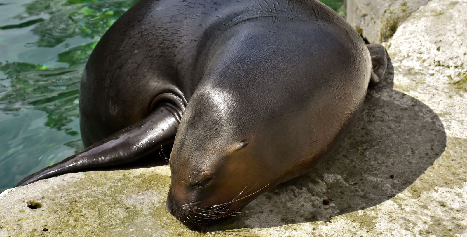Nikon D7200 sample photo. Seal, sea lion, eat photography