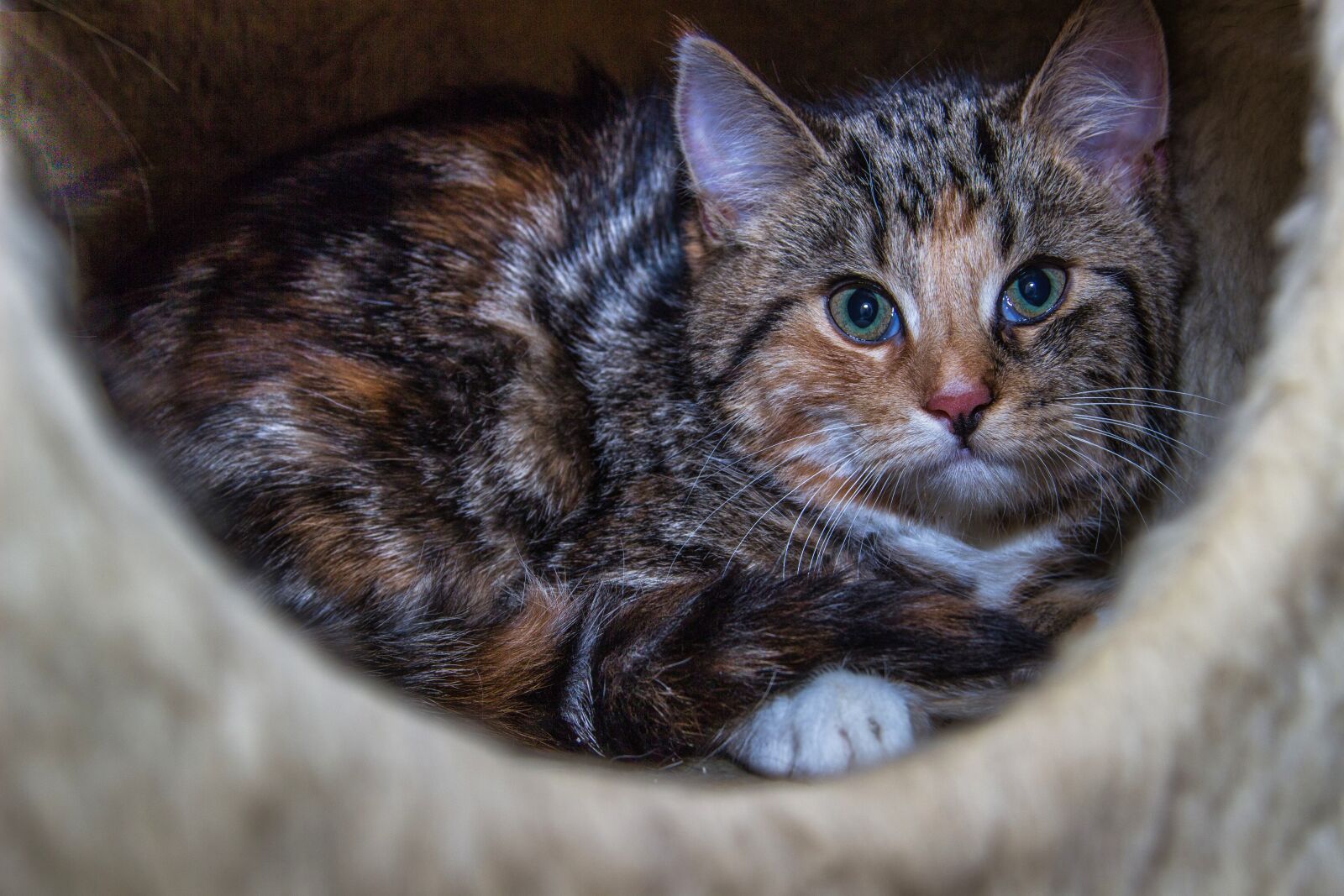 Canon EOS 600D (Rebel EOS T3i / EOS Kiss X5) sample photo. Cat, domestic cat, breed photography