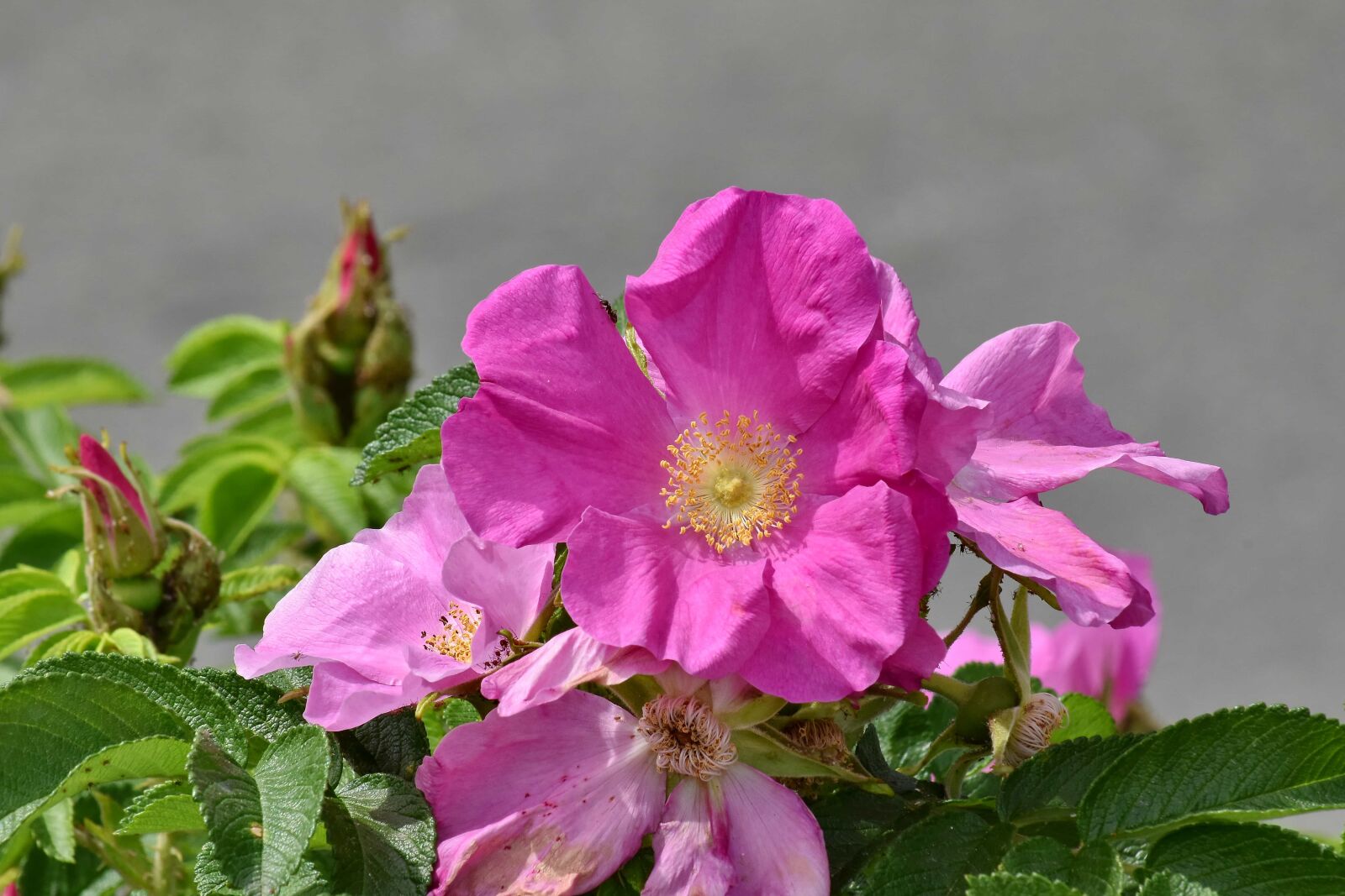 Nikon D5500 sample photo. Blossom, flora, nature, shrub photography