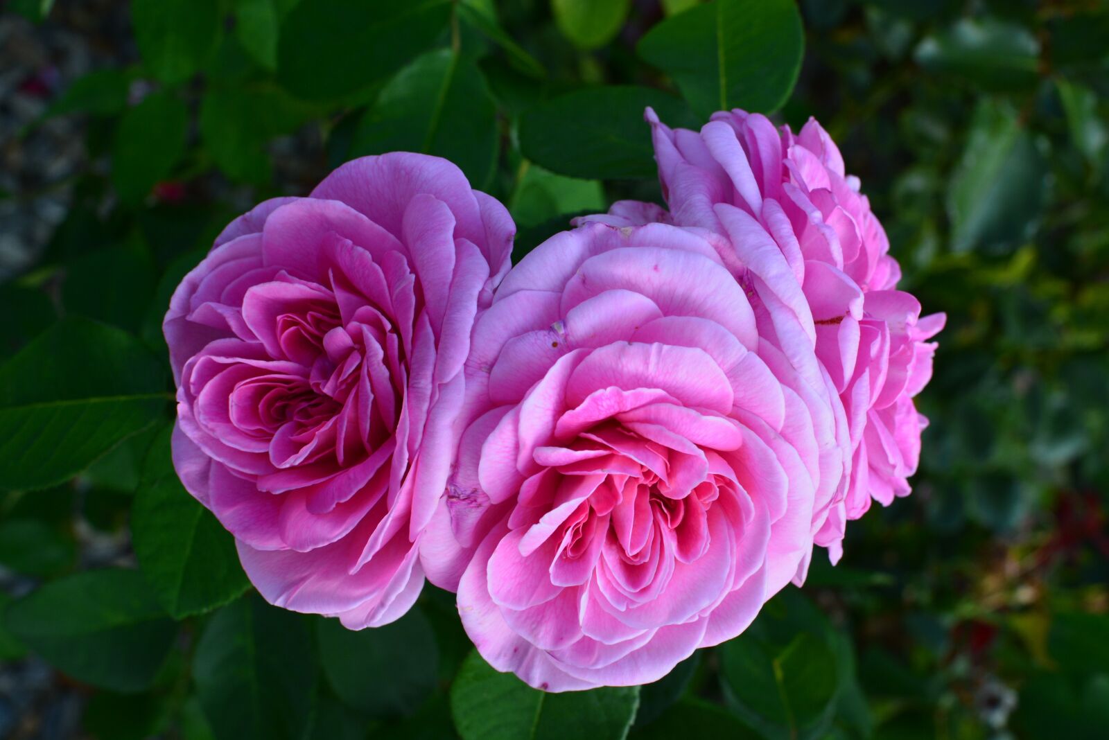 Nikon D5200 sample photo. Rose, fragrant, pink photography