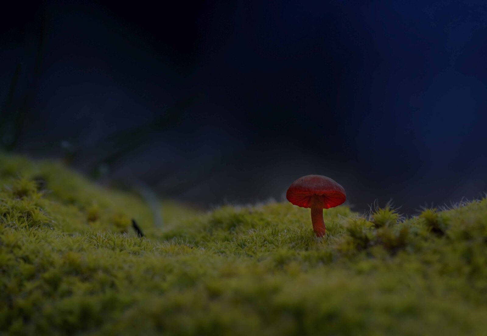 Nikon D750 sample photo. Mushrooms, macro, nikon photography