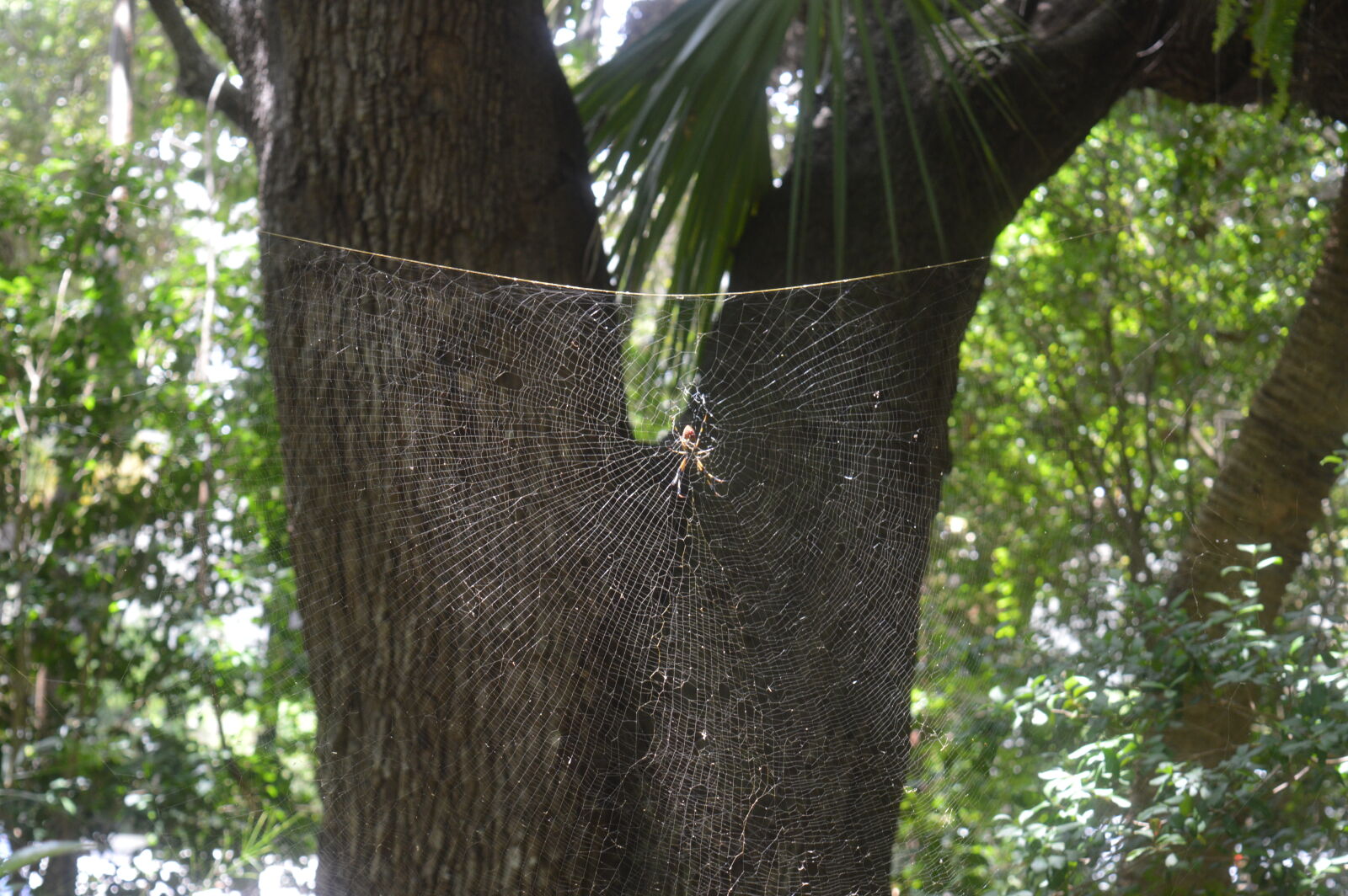 Nikon D3200 sample photo. Nature, park, spider, spiderweb photography