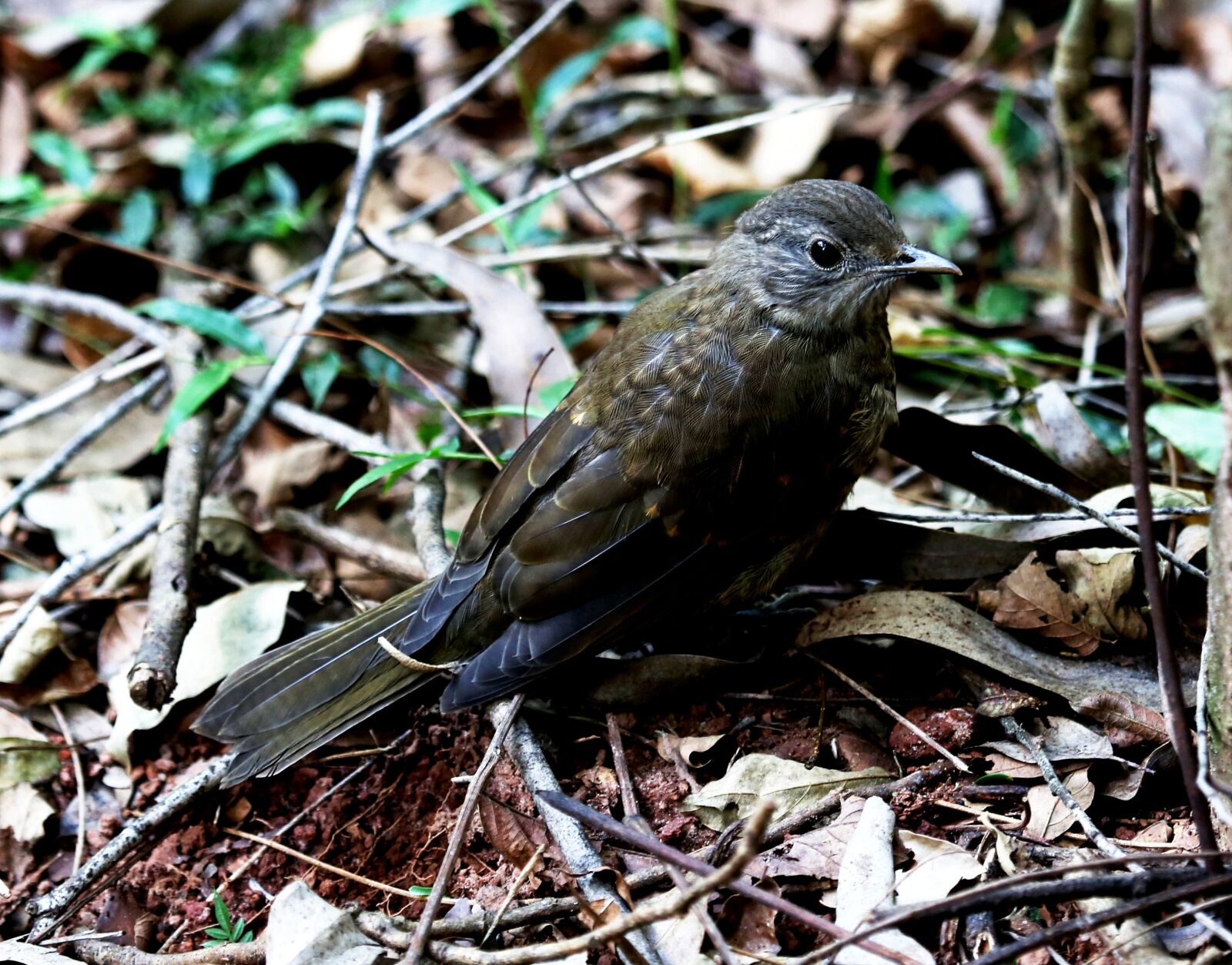 Canon EOS 5D Mark III sample photo. Bird, tropical, on the photography