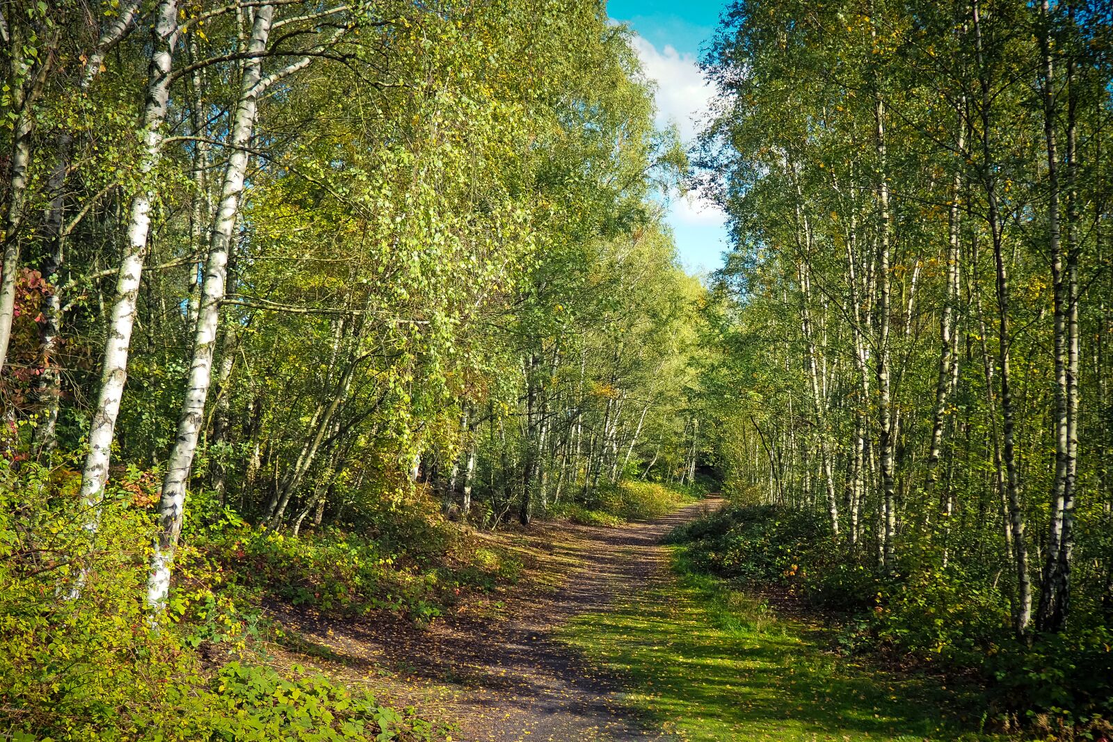 Olympus OM-D E-M10 sample photo. Forest, nature, landscape photography