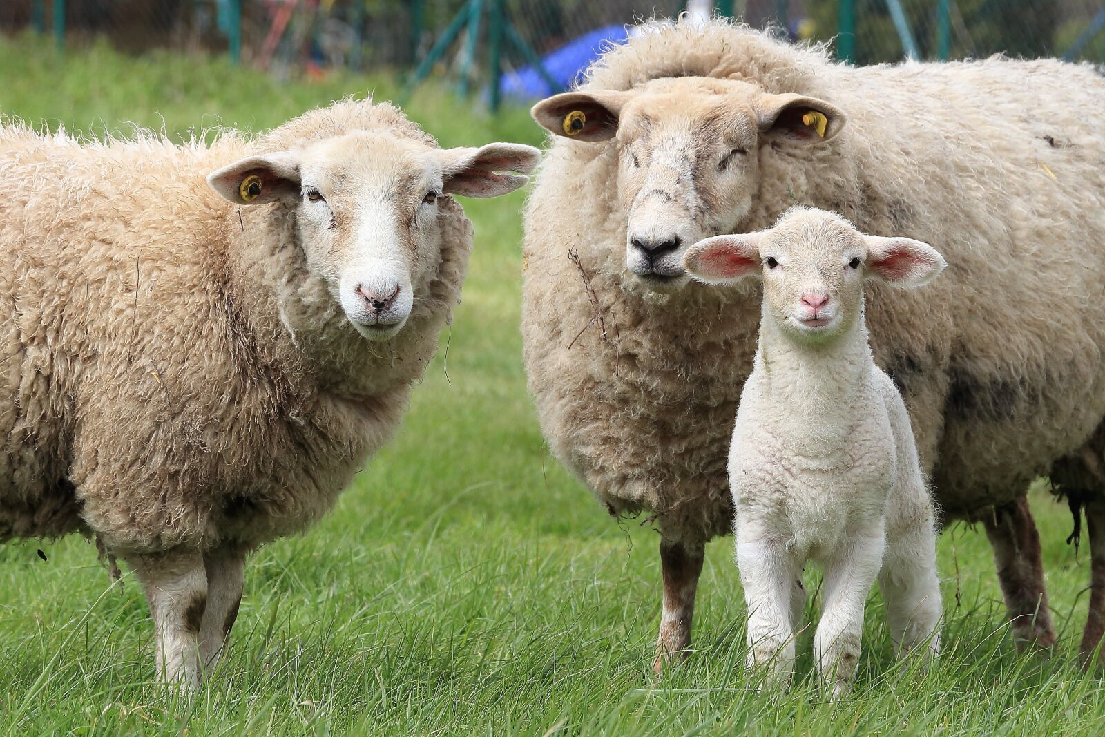 Canon EOS 700D (EOS Rebel T5i / EOS Kiss X7i) sample photo. Sheep, lamb, animals photography