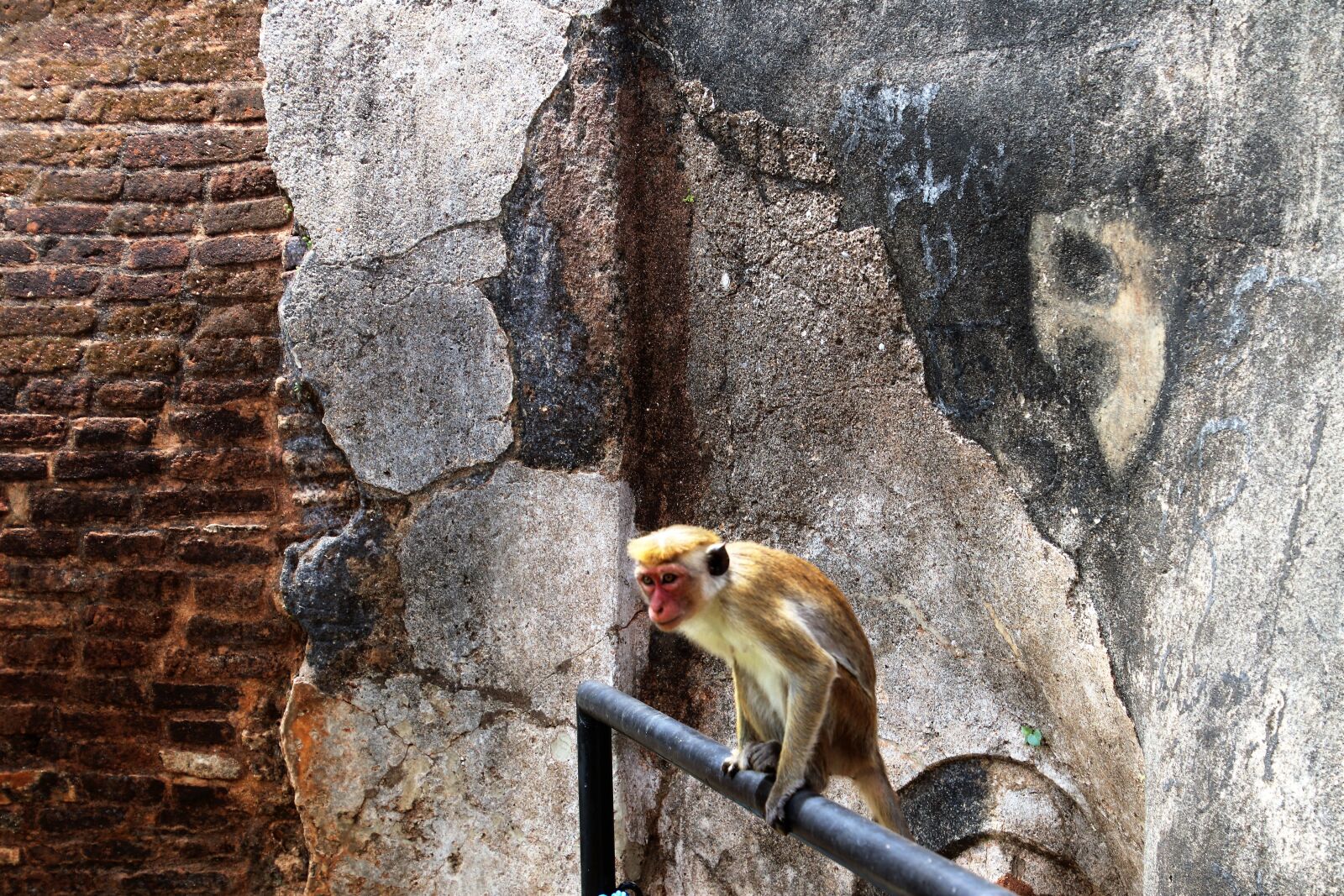 Canon EOS 80D sample photo. Sigiriya, sri lanka, nature photography