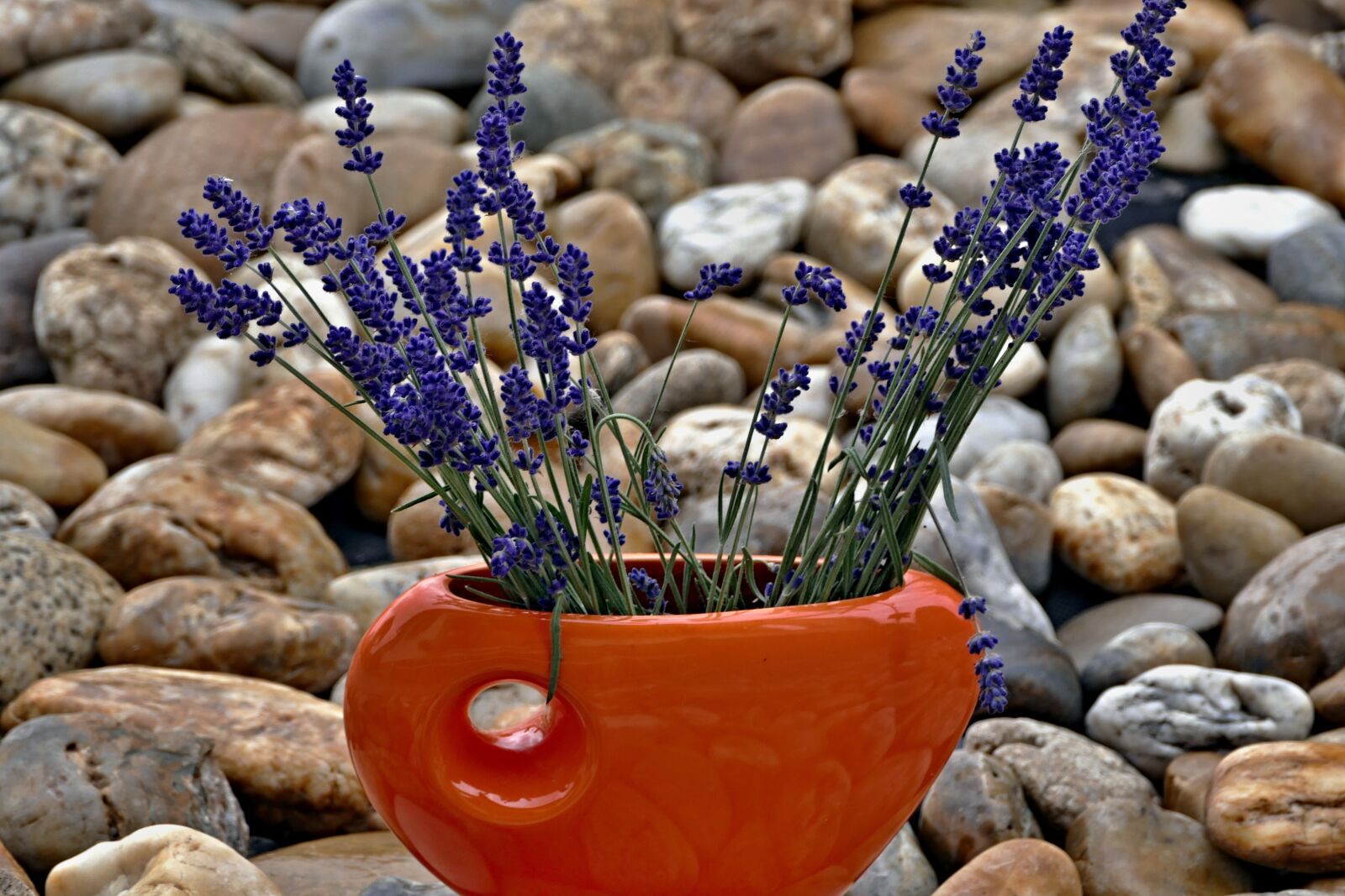 Panasonic Lumix DMC-FZ1000 sample photo. Vase, lavender, purple photography