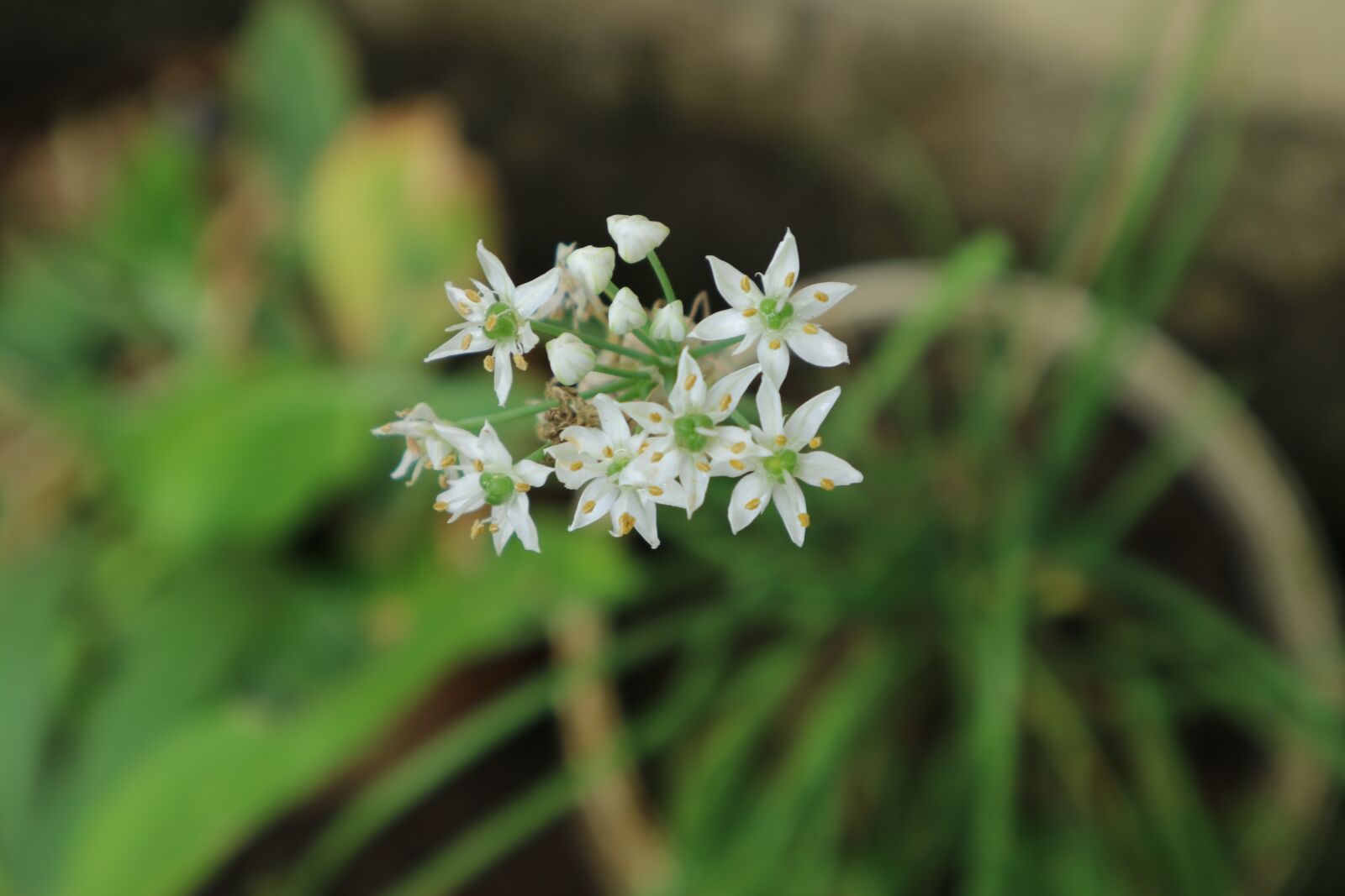 Canon EOS M3 + Canon EF-M 15-45mm F3.5-6.3 IS STM sample photo. Flowers, nature, plants photography