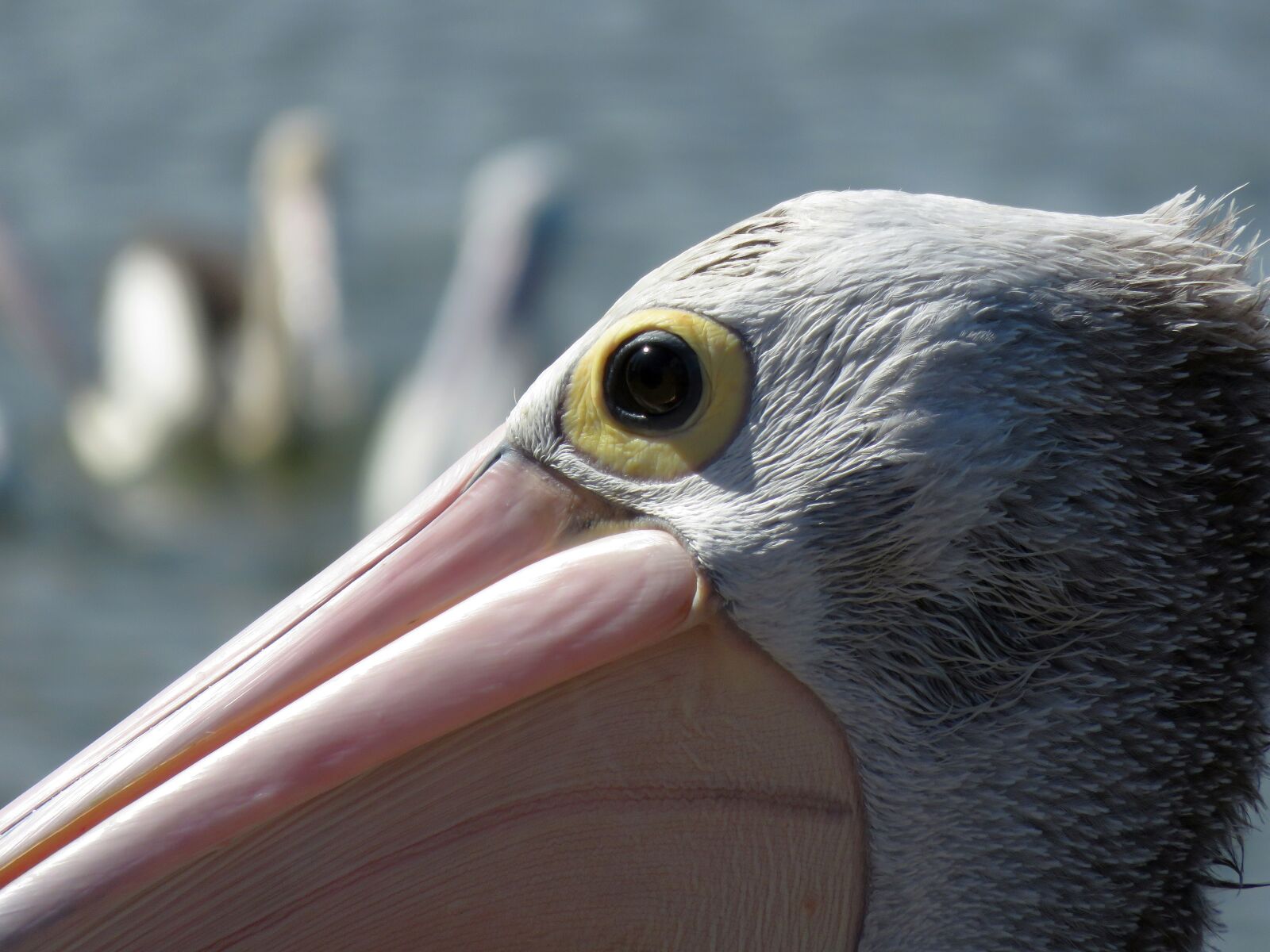 Canon PowerShot SX700 HS sample photo. Pelican, portrait, eye photography