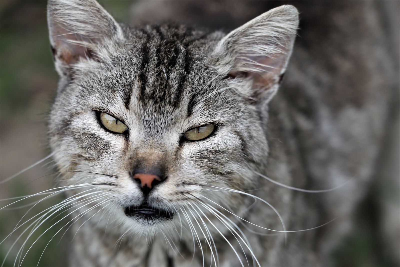 Canon EF 70-300 F4-5.6 IS II USM sample photo. Cat, gray, cute photography