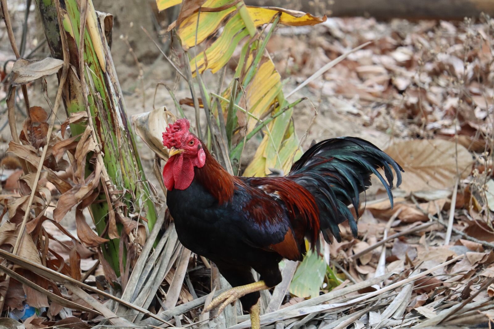 Canon EOS 250D (EOS Rebel SL3 / EOS Kiss X10 / EOS 200D II) sample photo. Hen, kerala, poultry photography