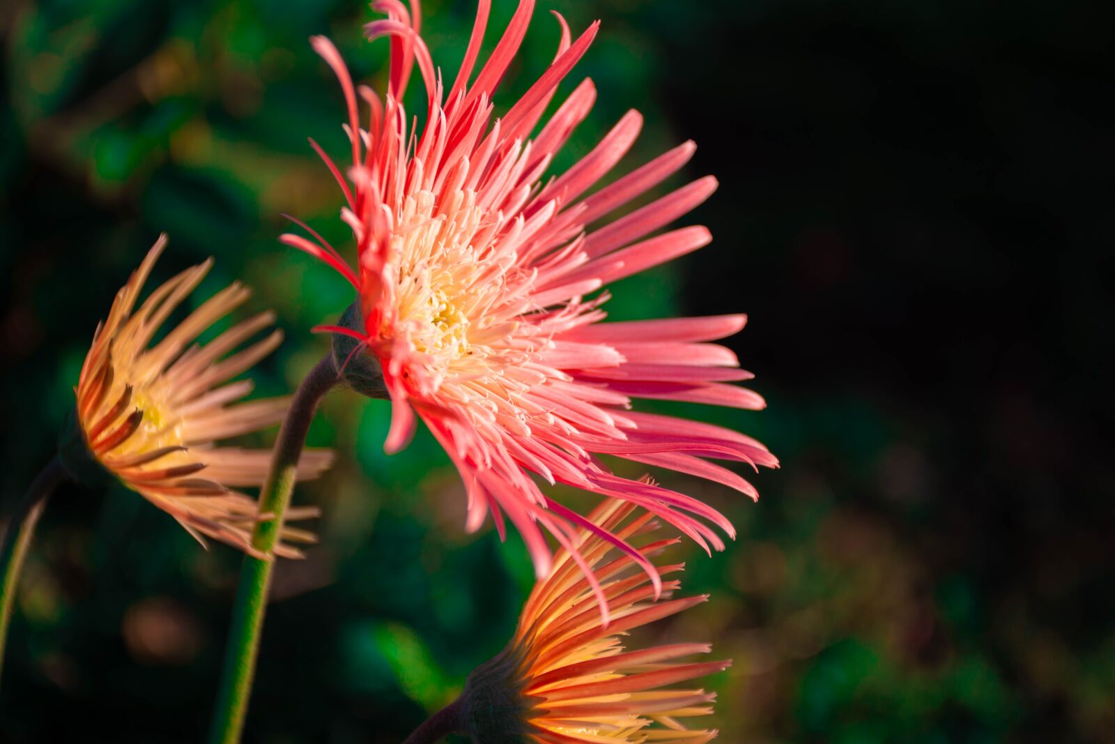 Nikon D7200 sample photo. Flowers, plants, bloom photography