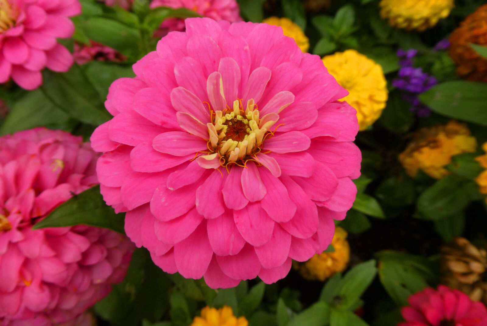 Panasonic Lumix DC-ZS70 (Lumix DC-TZ90) sample photo. Dahlia, flower, flowers photography