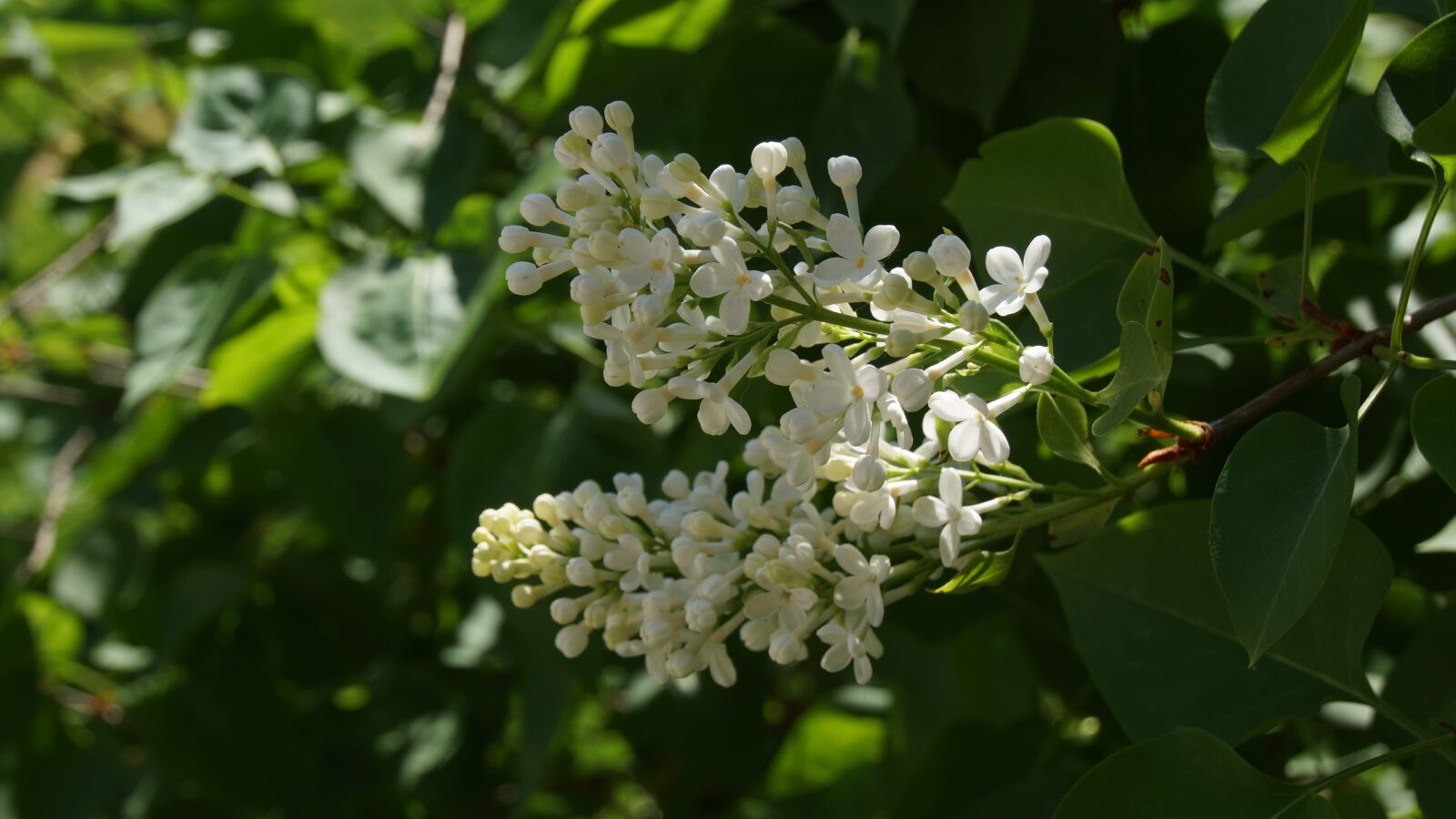 Sony E 18-200mm F3.5-6.3 OSS sample photo. Lilac, ornamental shrub, white photography