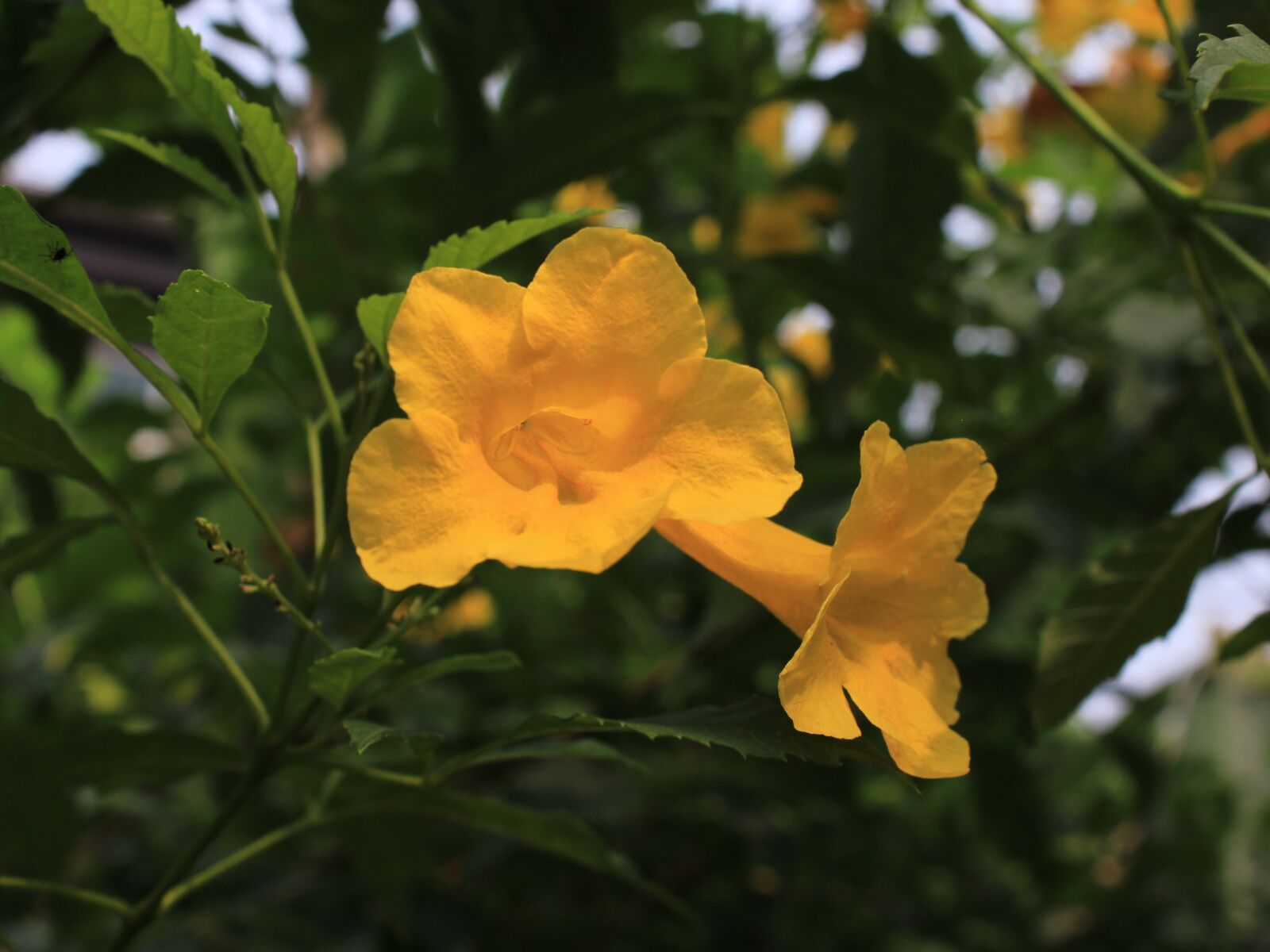 Canon EOS 600D (Rebel EOS T3i / EOS Kiss X5) sample photo. Flowers, yellow photography