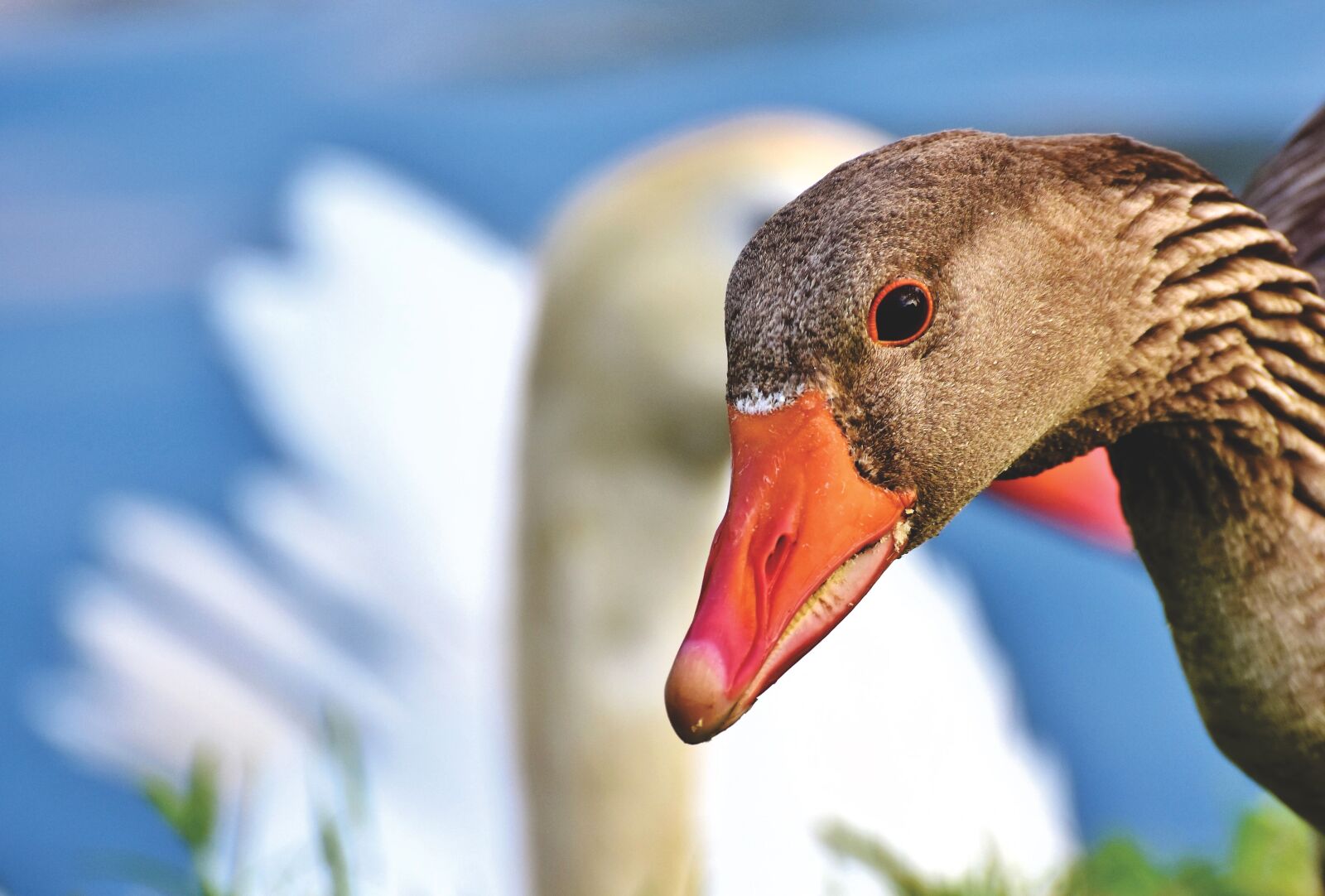 Nikon D7200 sample photo. Greylag goose, wild goose photography